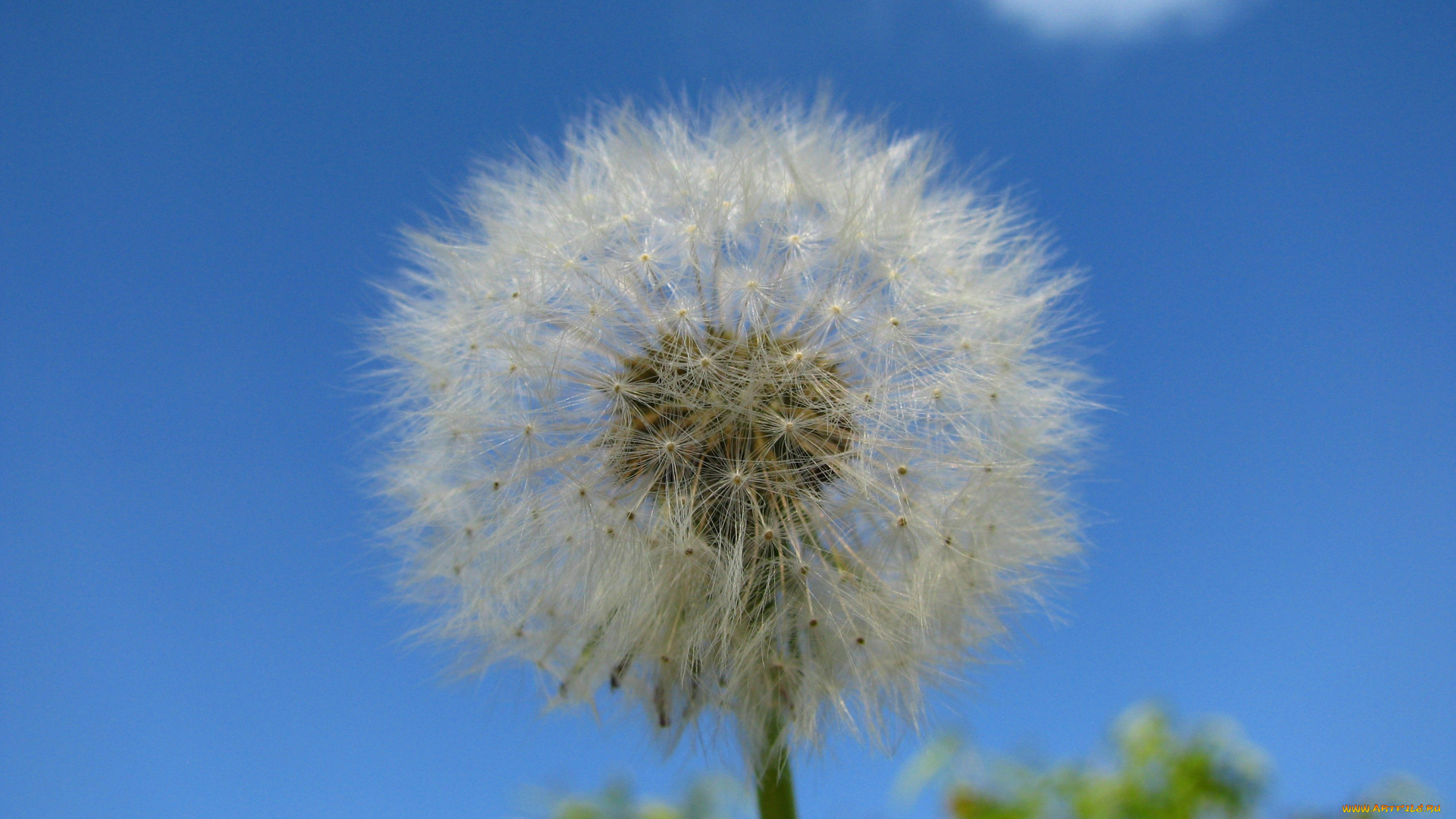 цветы, одуванчики, пушинки
