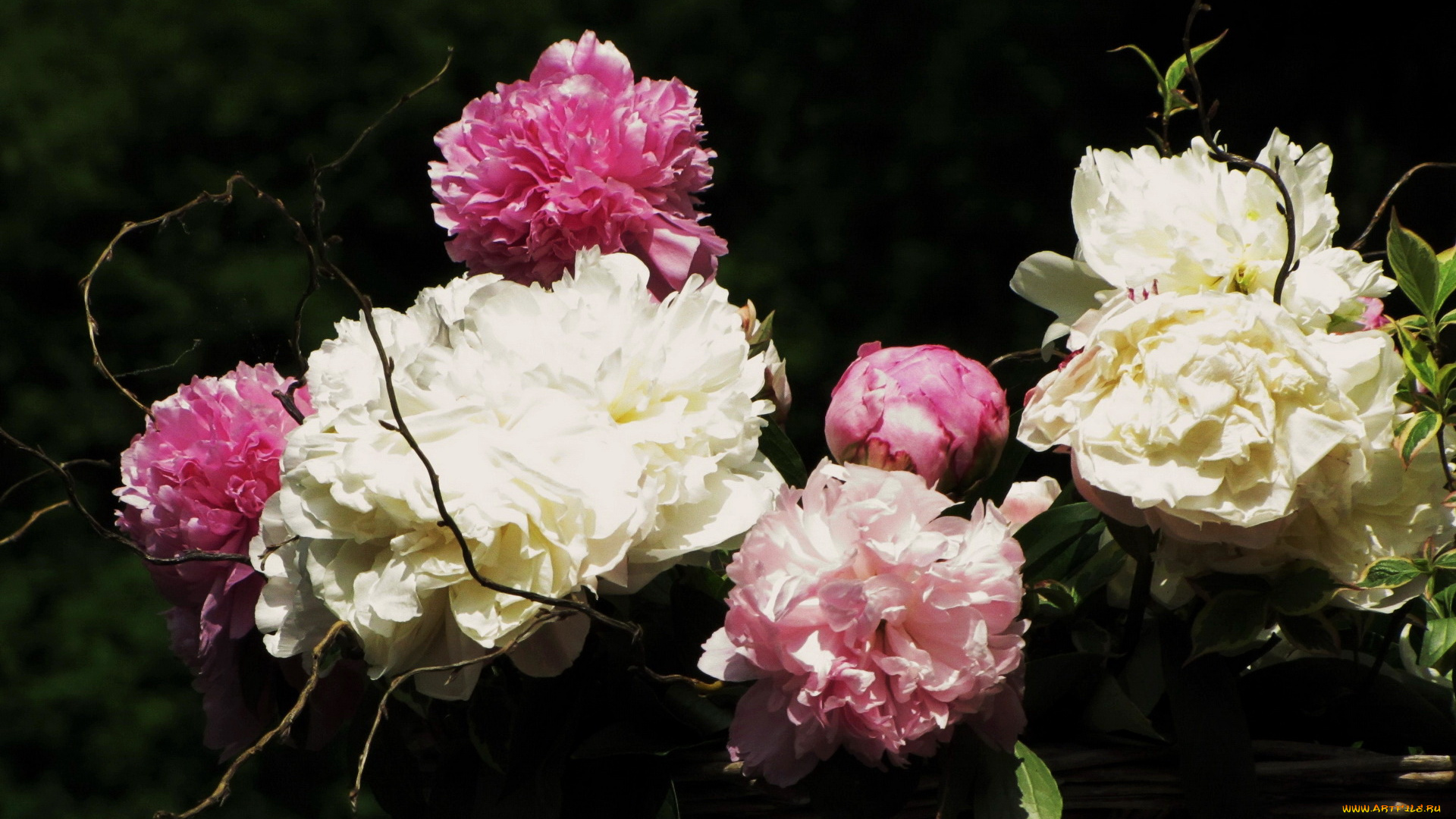 цветы, пионы