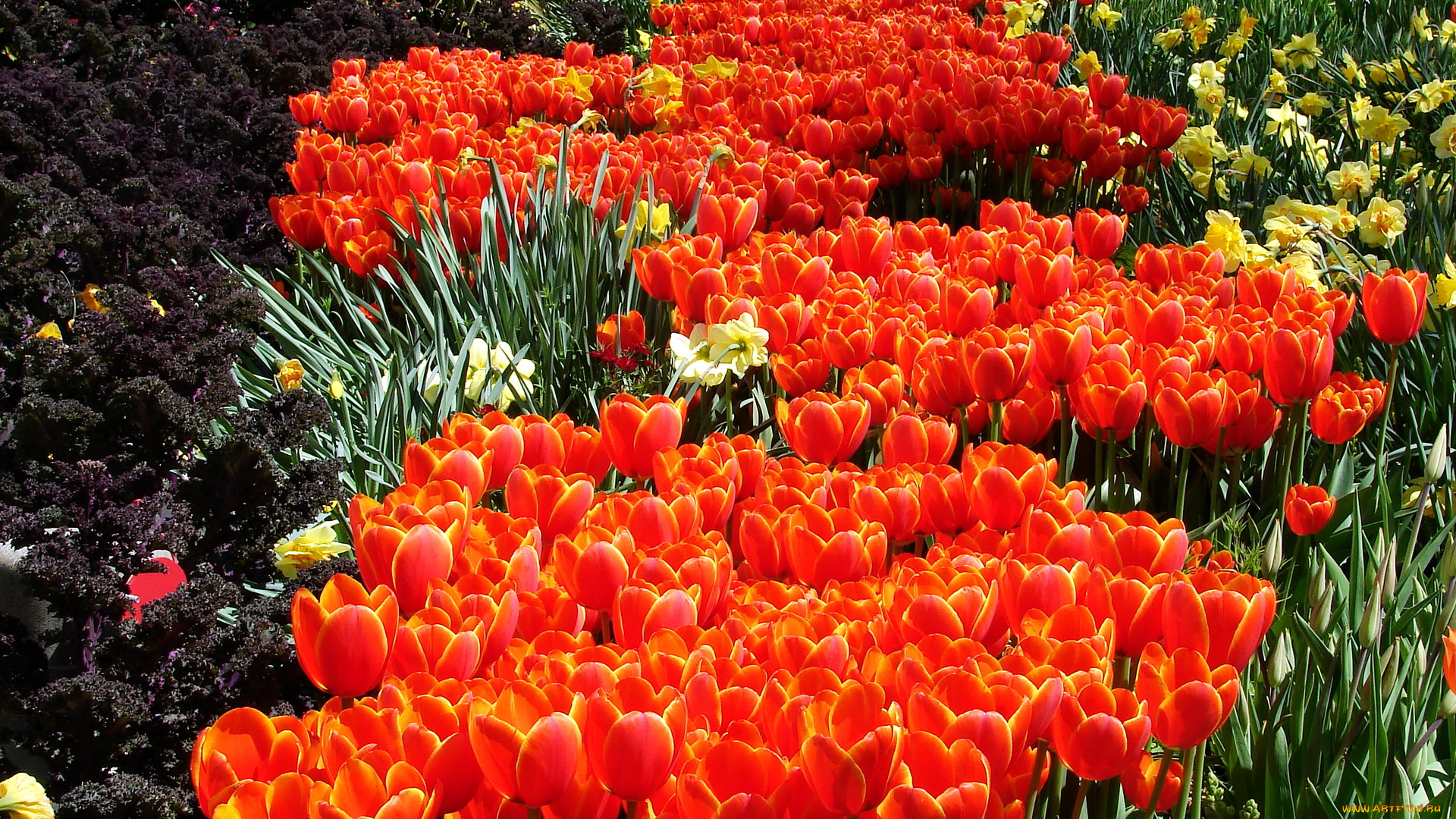 цветы, разные, вместе, тюльпаны
