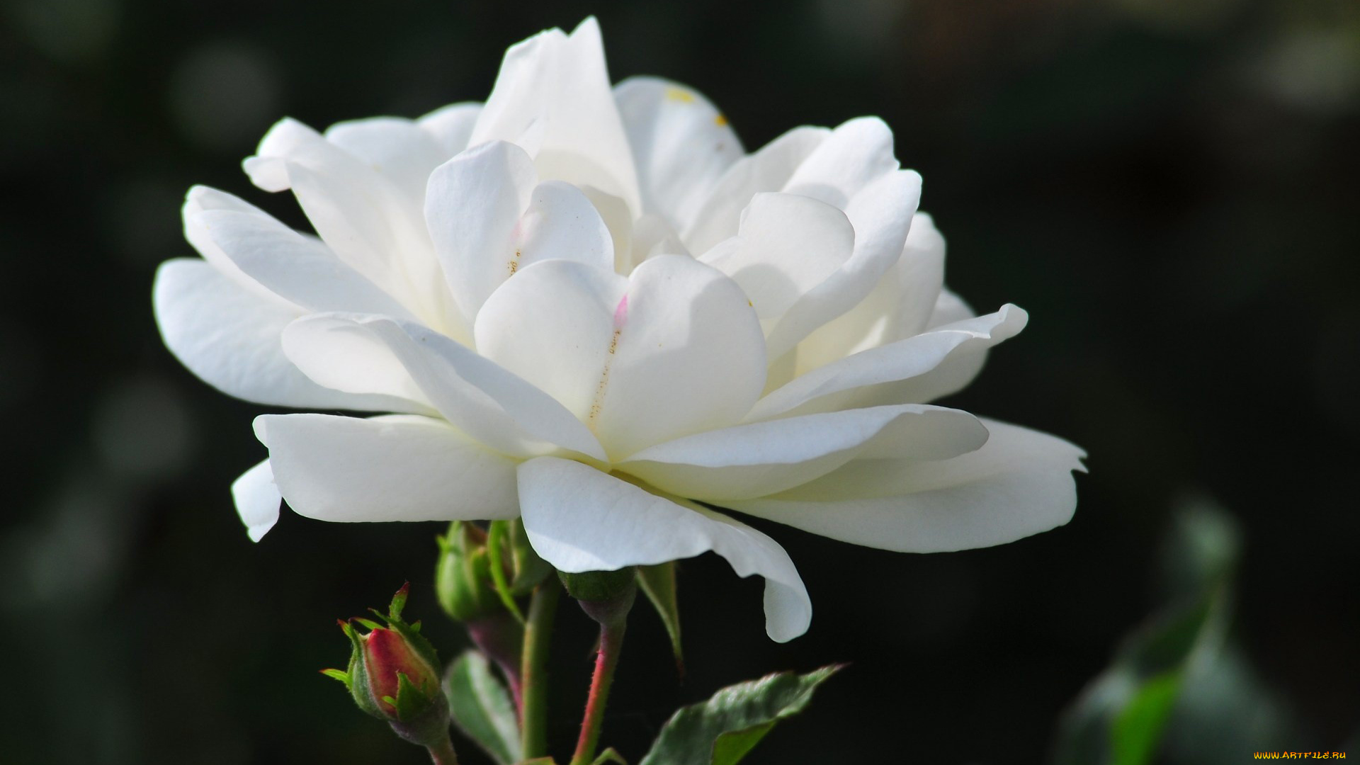 цветы, розы, белый