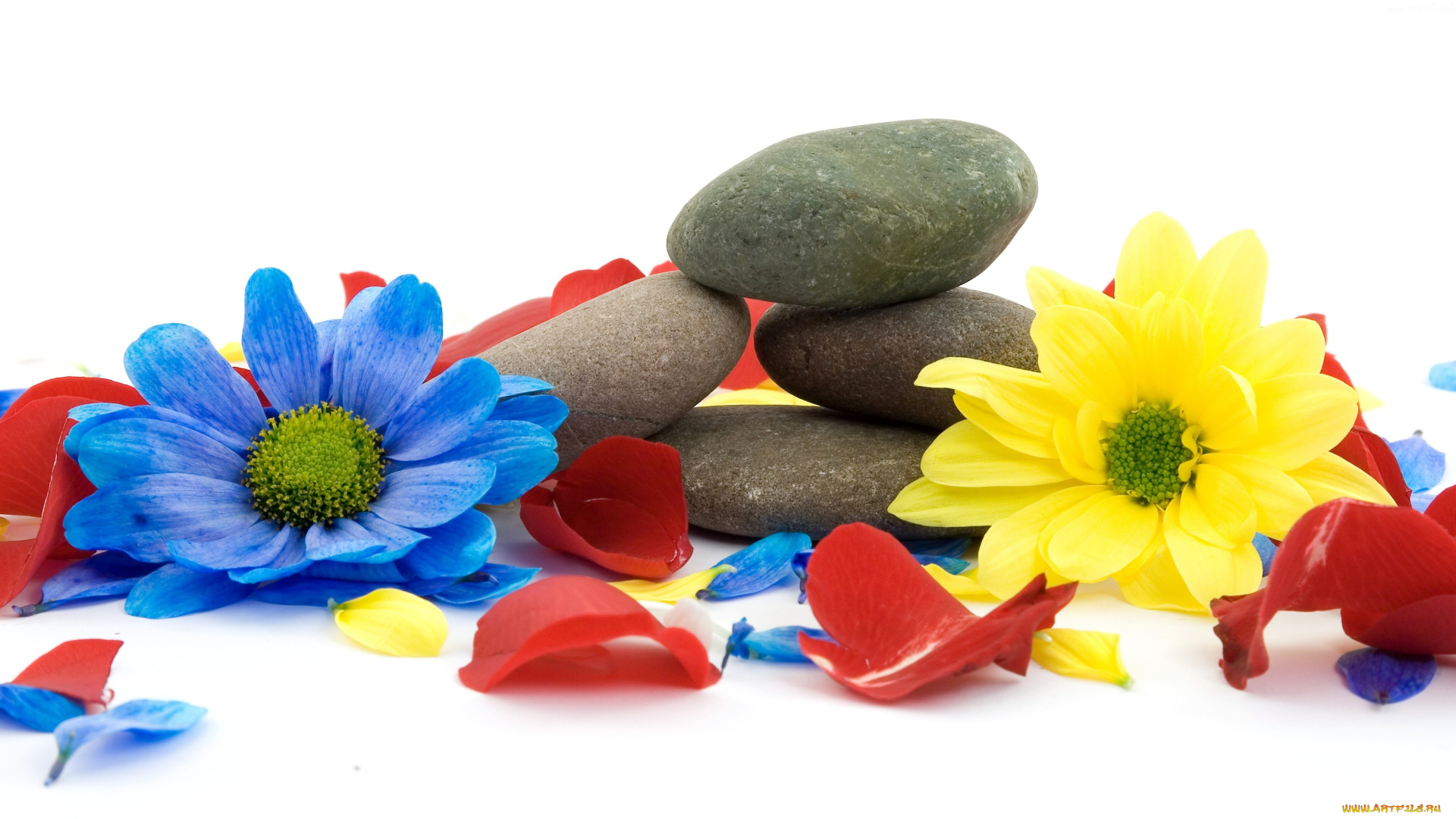 разное, ракушки, кораллы, декоративные, spa, камни, цветы, лепестки