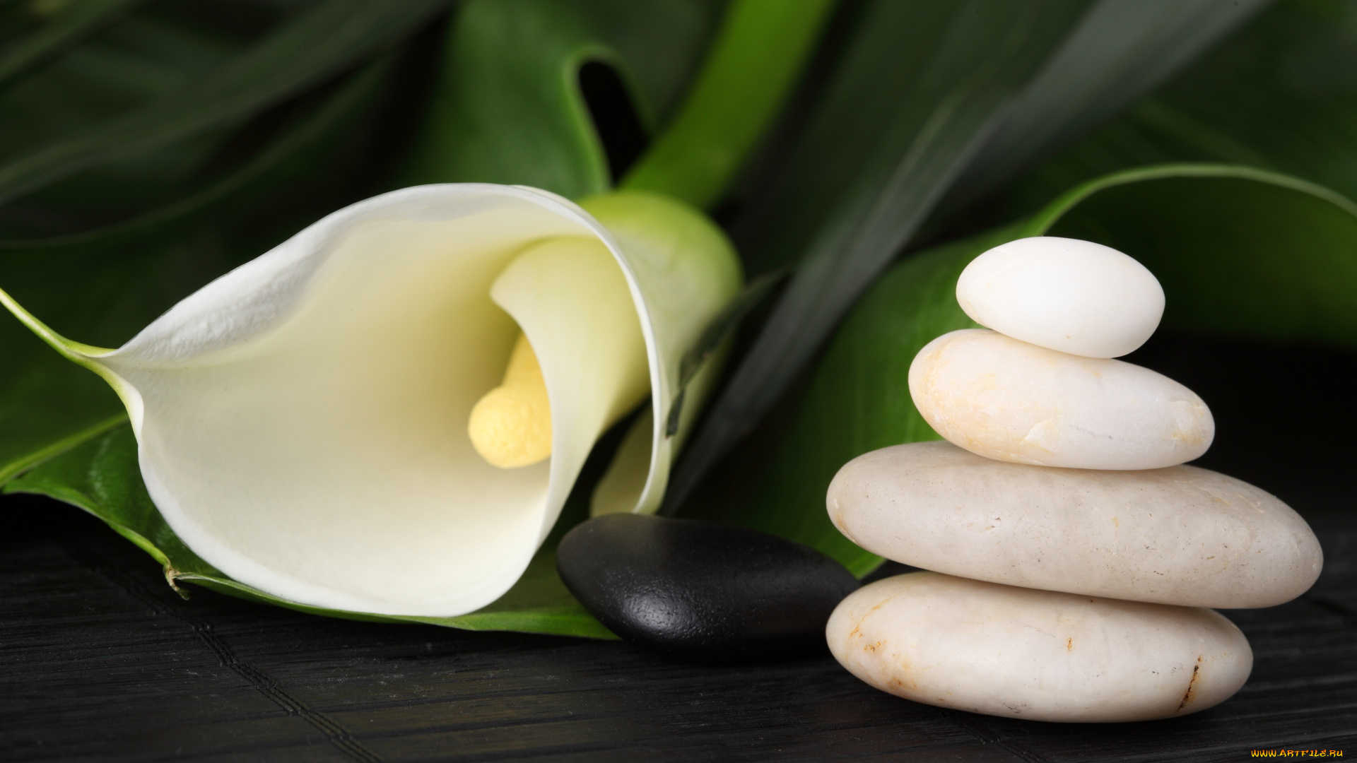 разное, ракушки, кораллы, декоративные, spa, камни, черный, белый