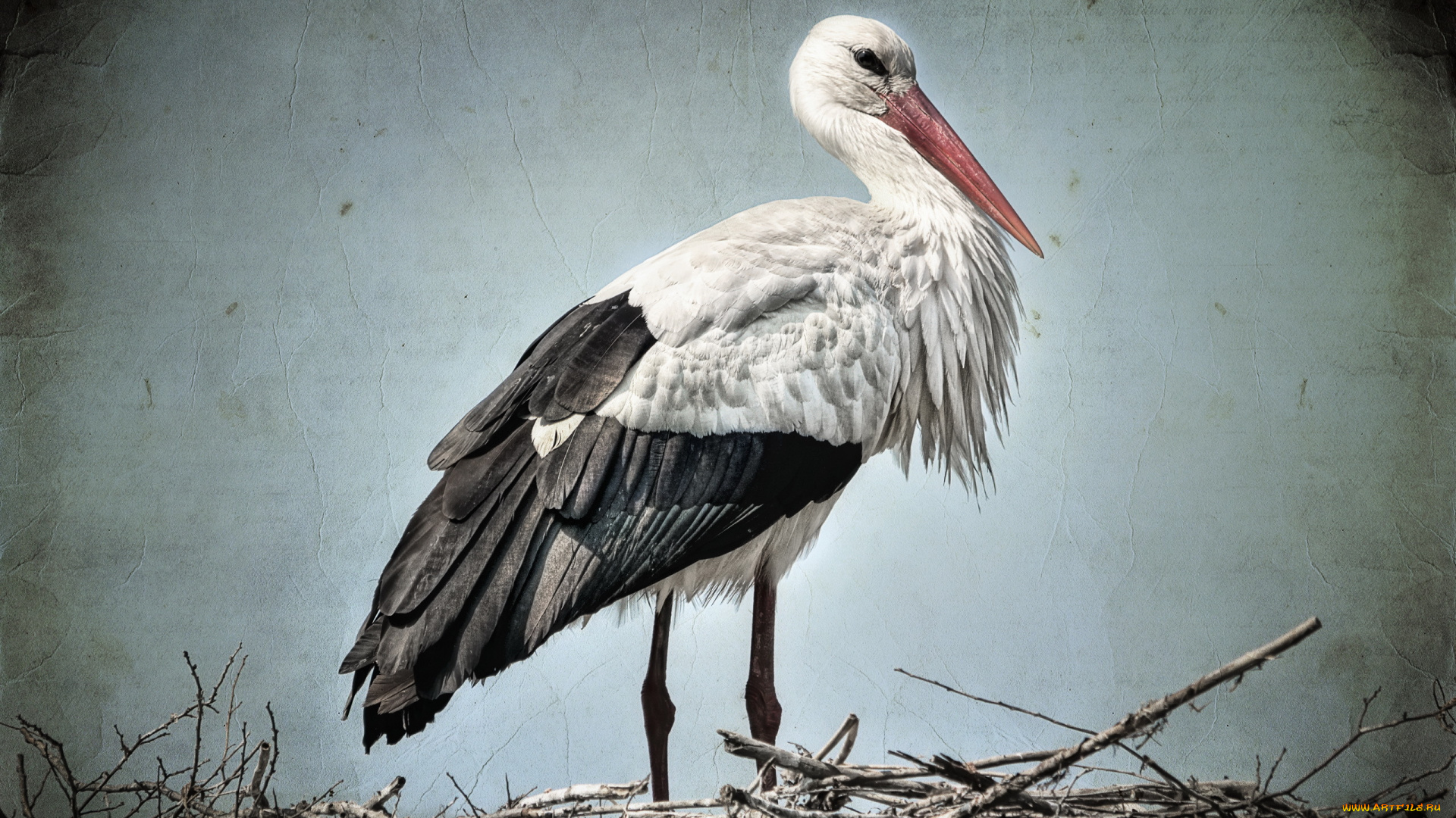 животные, аисты, стиль, фон, аист