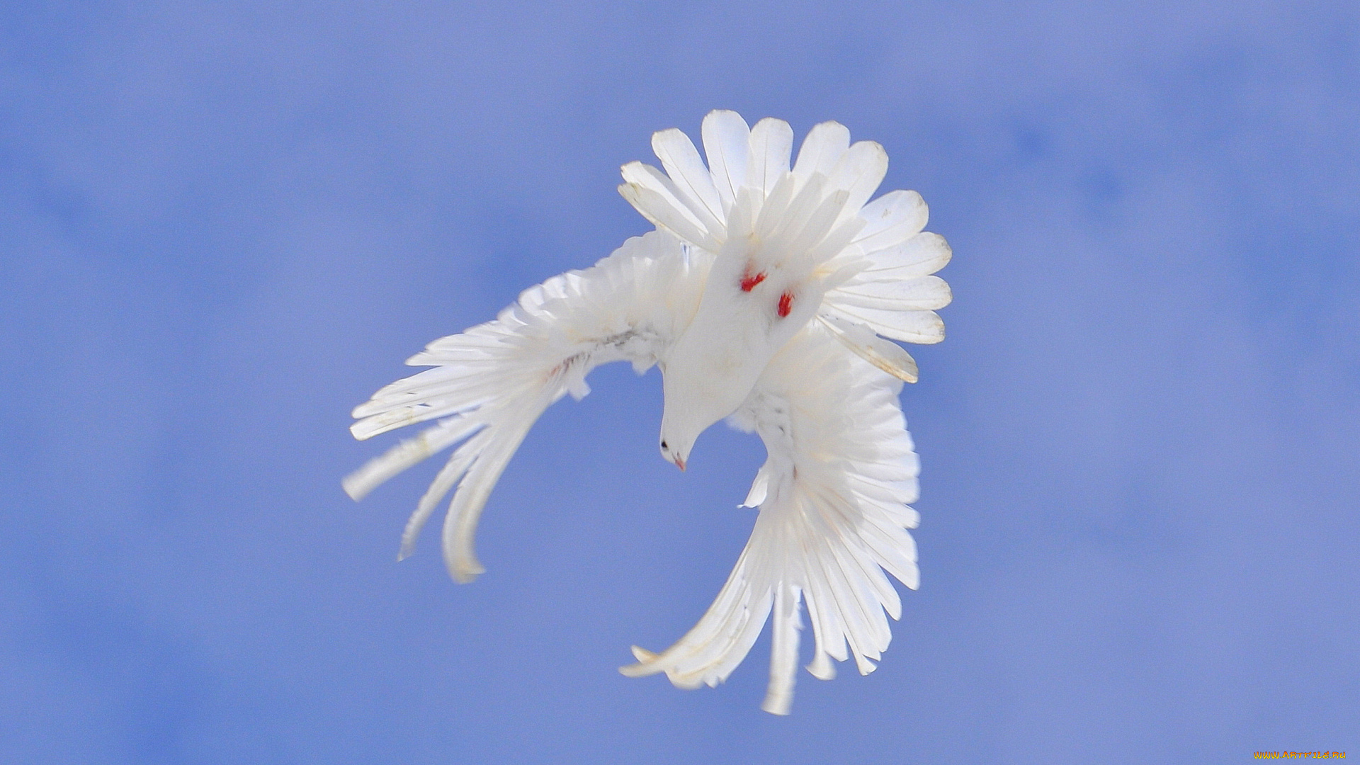 животные, голуби, небо, голубь, лазурь, полет