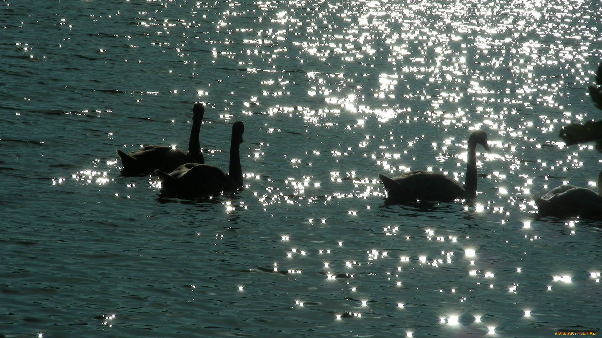 животные, лебеди, вода
