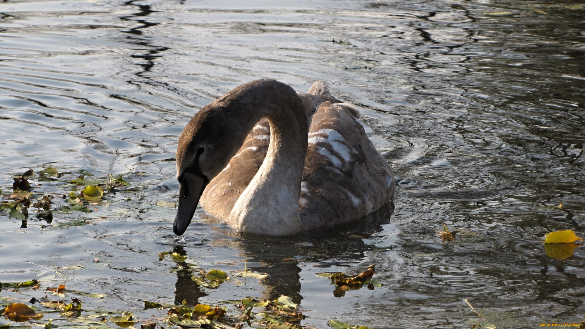 животные, лебеди, вода, листья, лебедь