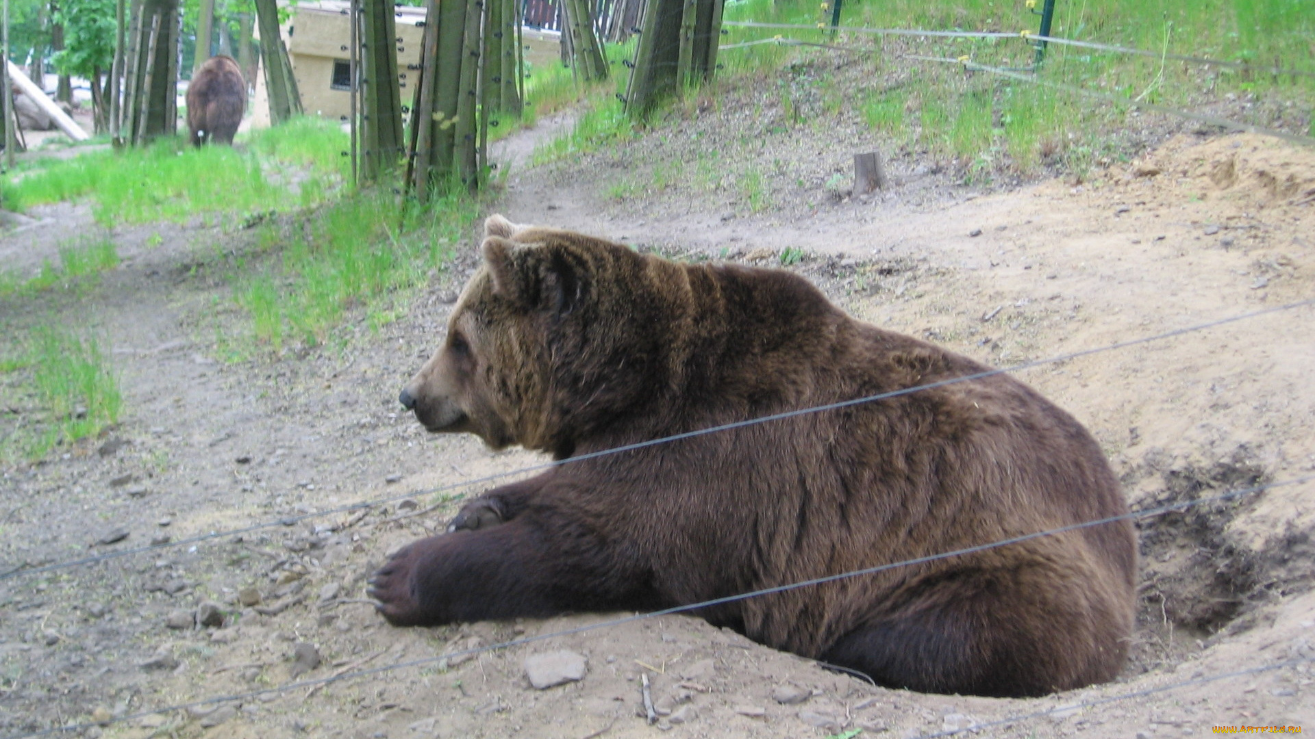 животные, медведи, зоопарк, медведь