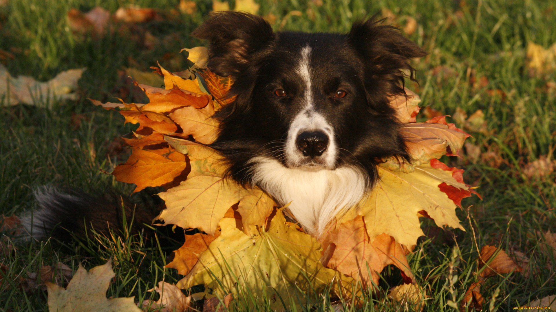животные, собаки, бордер-колли, листья, пёс