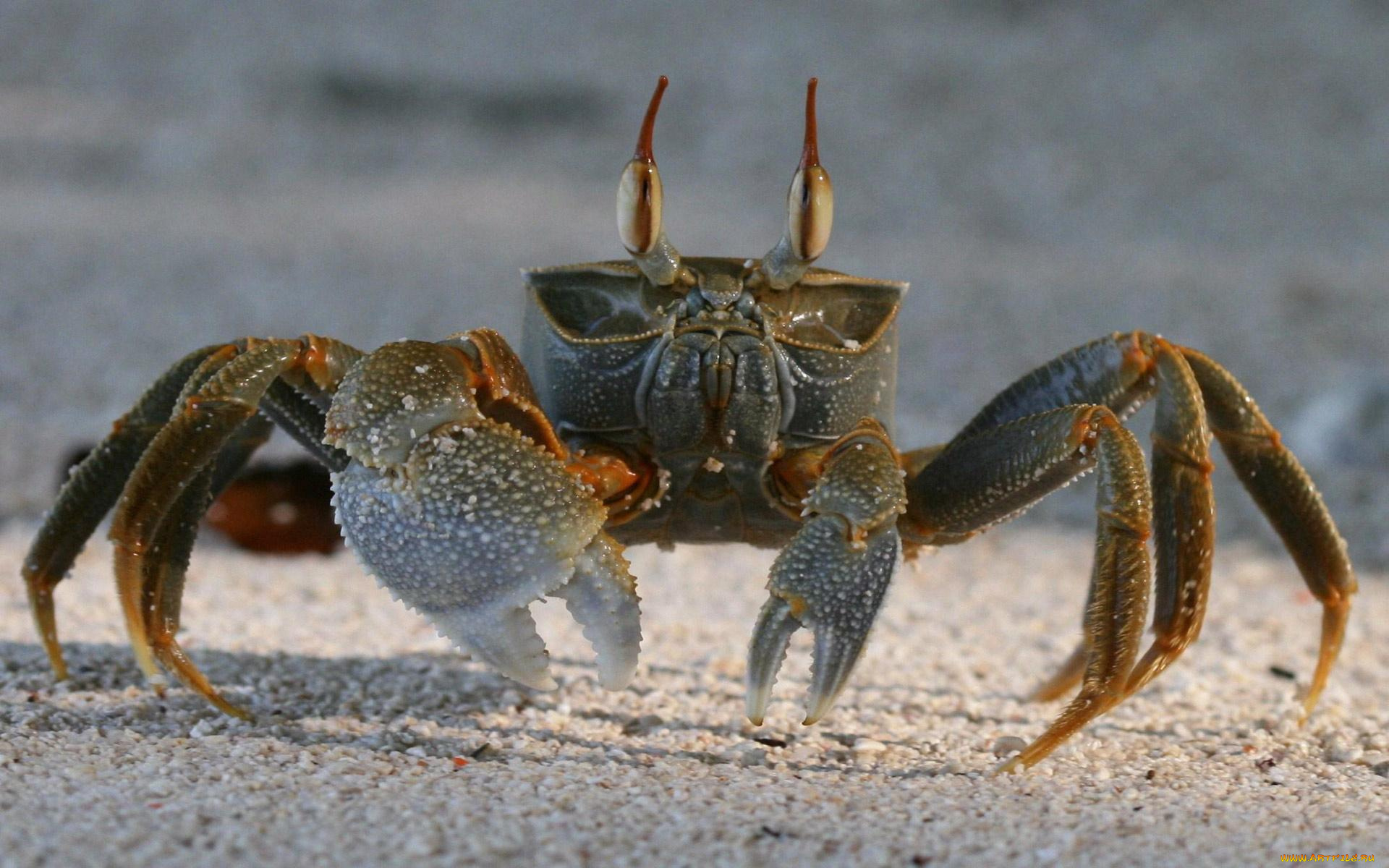 животные, крабы, раки, подводный, обитатель, краб