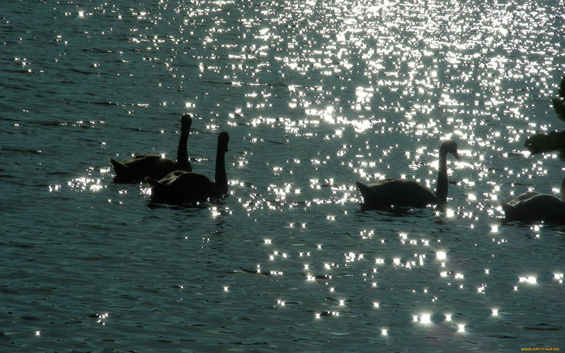 животные, лебеди, вода