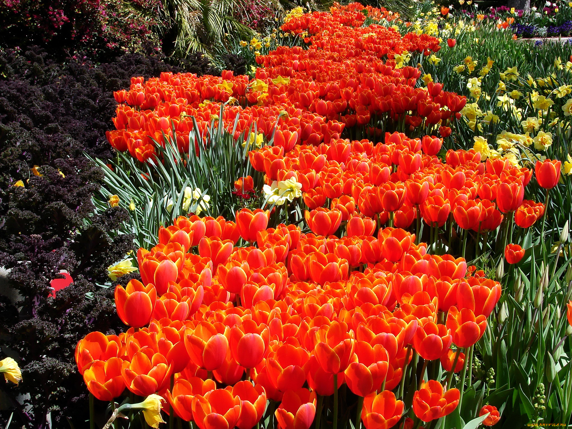 цветы, разные, вместе, тюльпаны