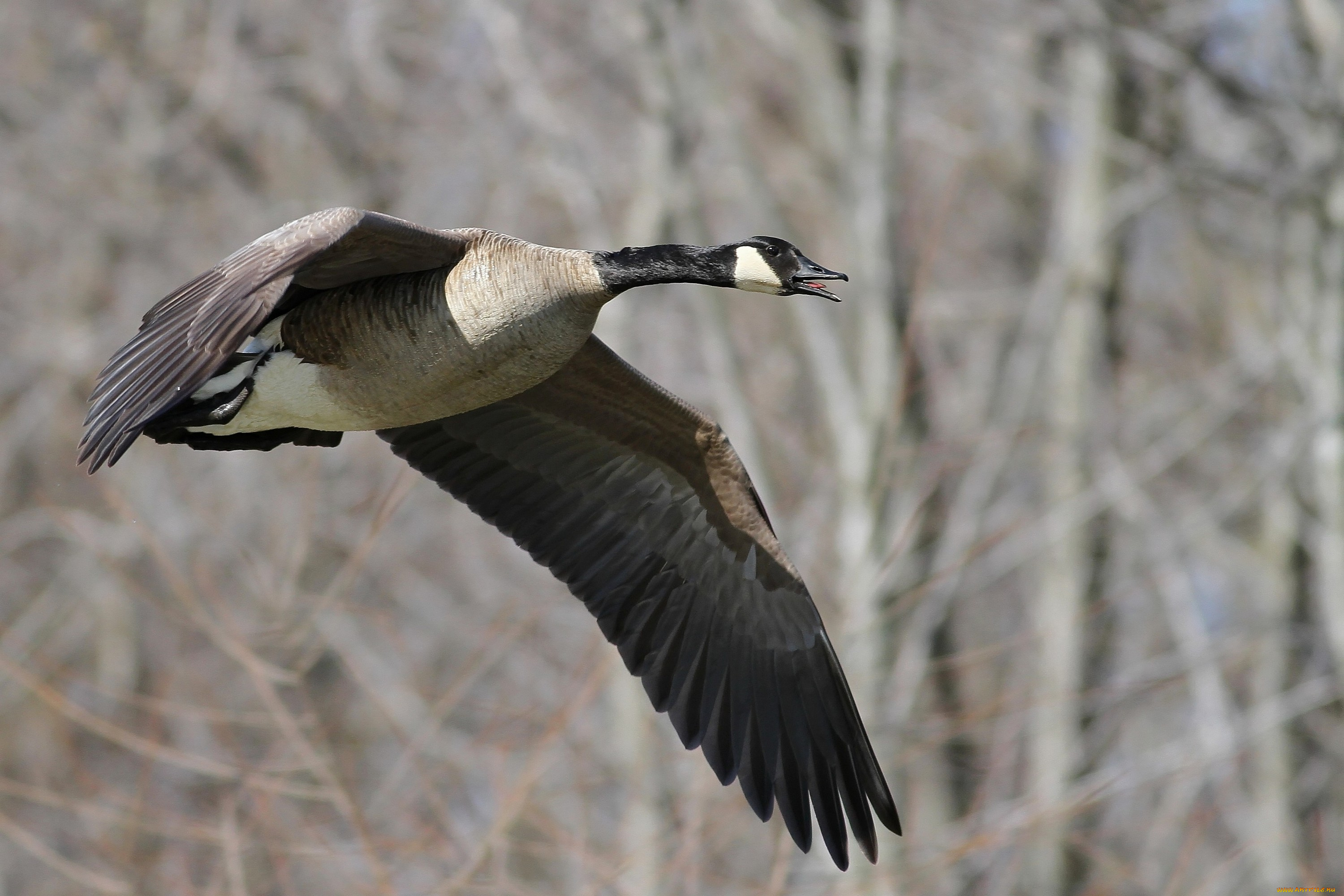 животные, гуси, утка