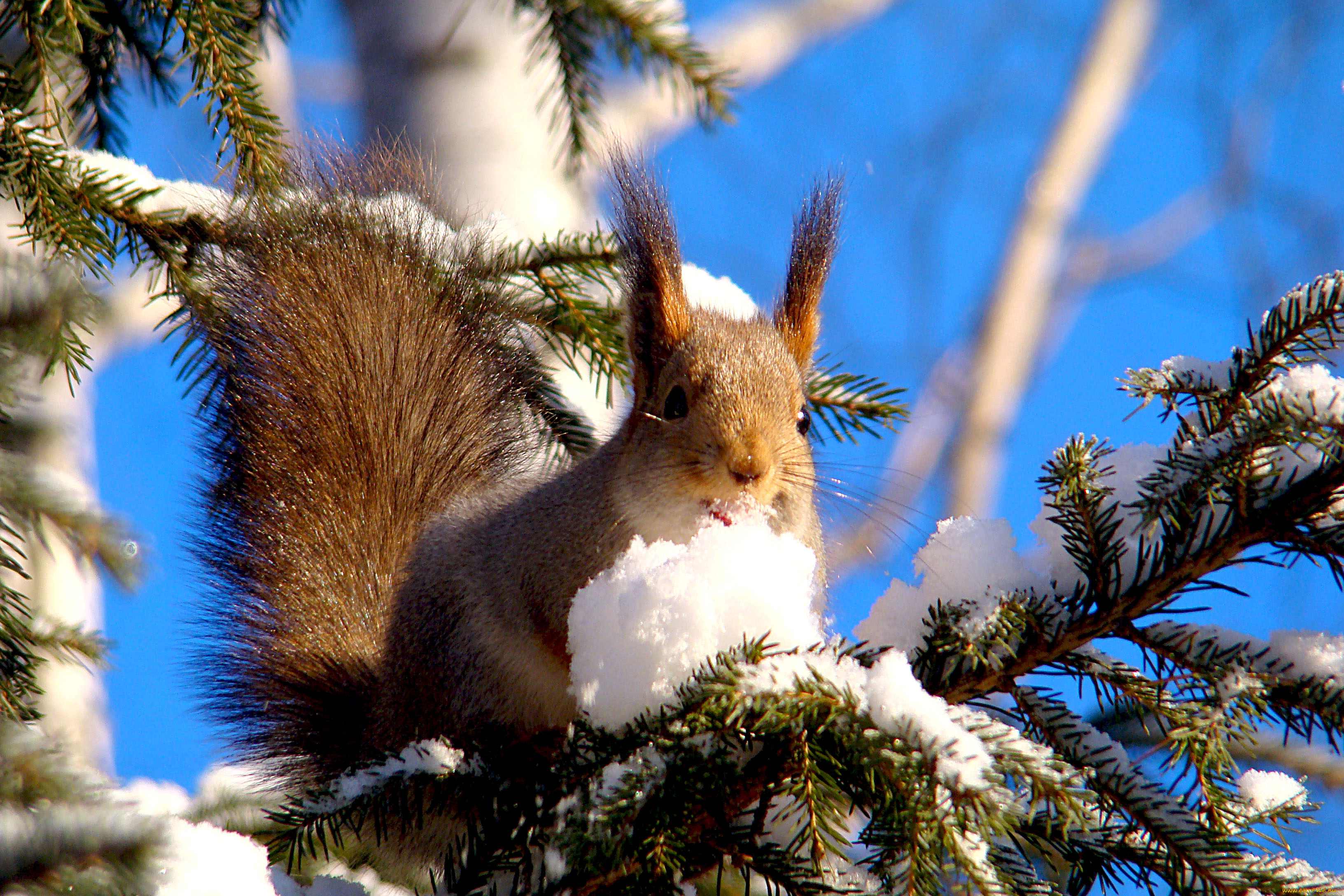 животные, белки, грызун, снег, ель