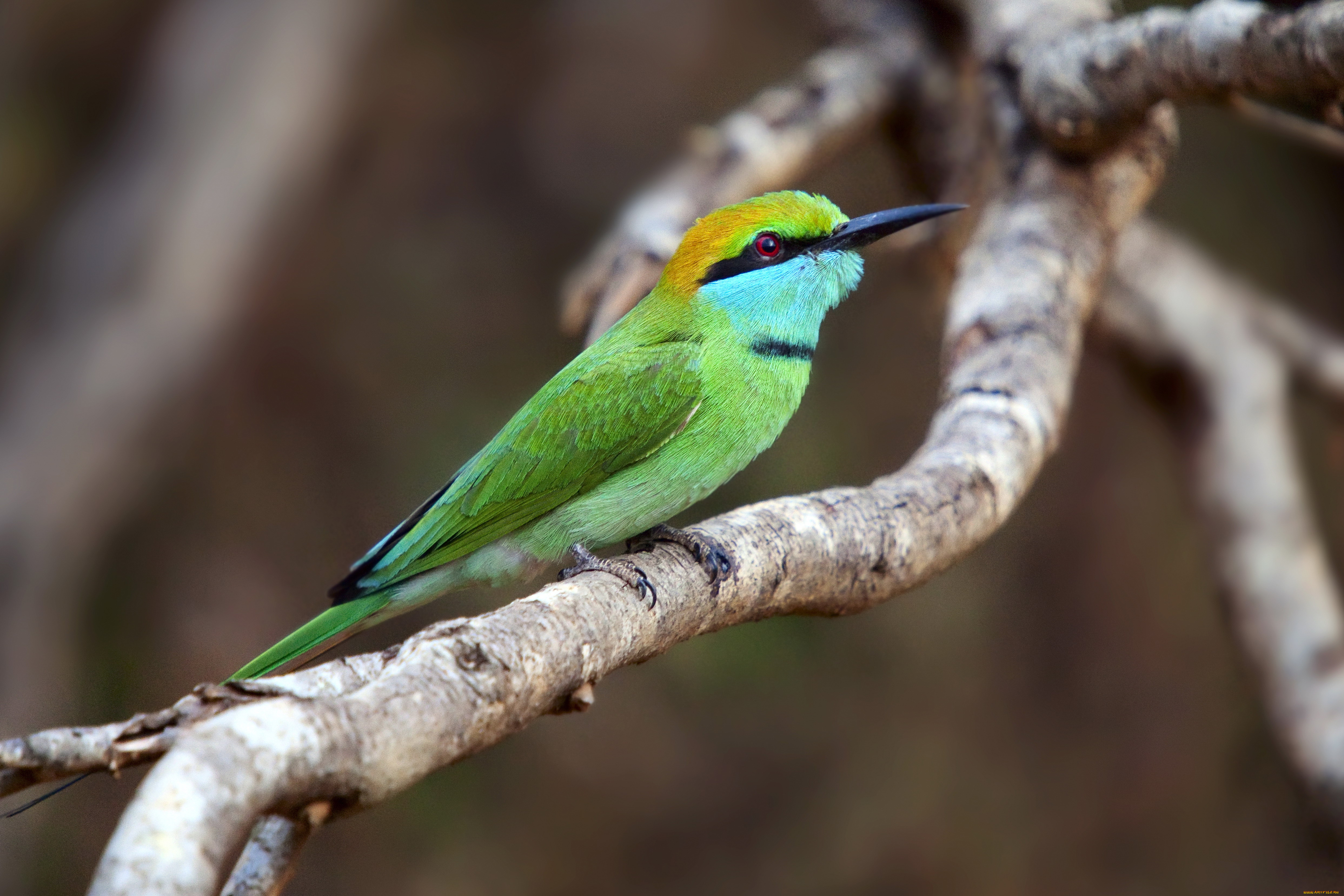 животные, щурки, пчелоеды, щурка