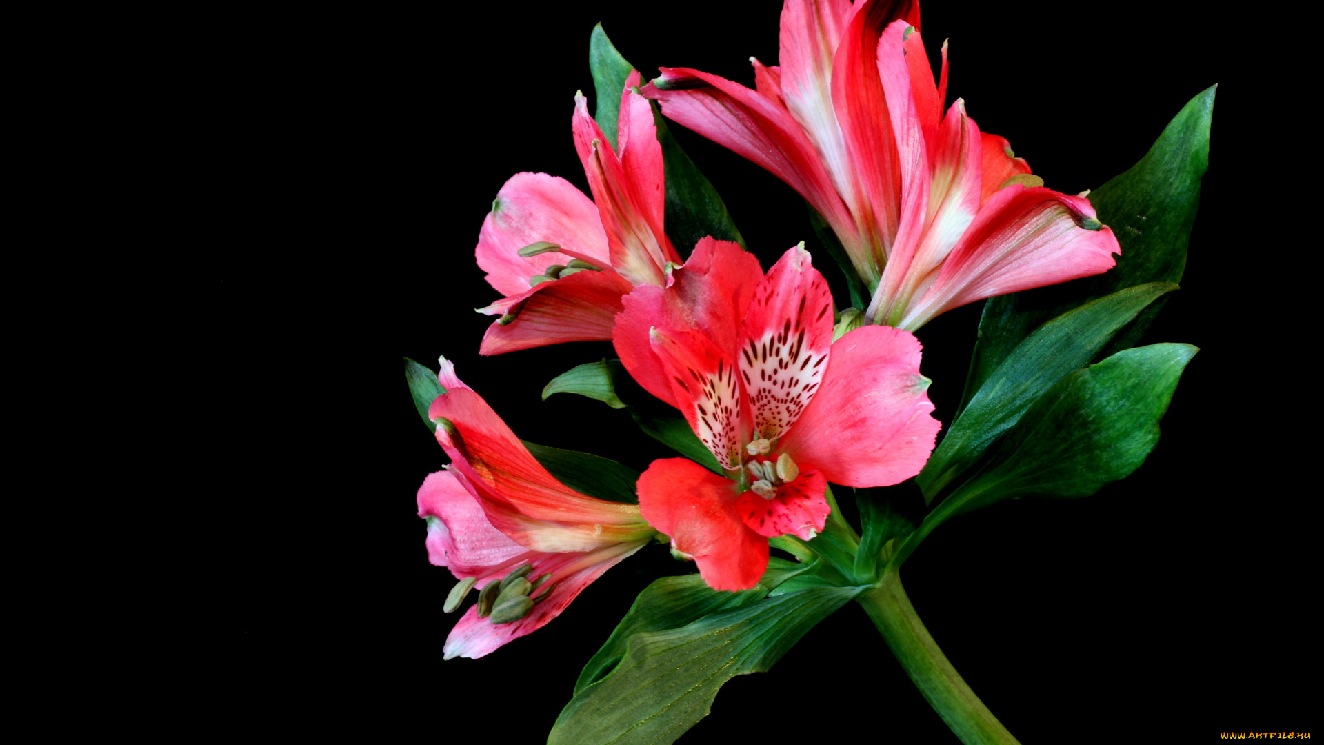 цветы, альстромерия