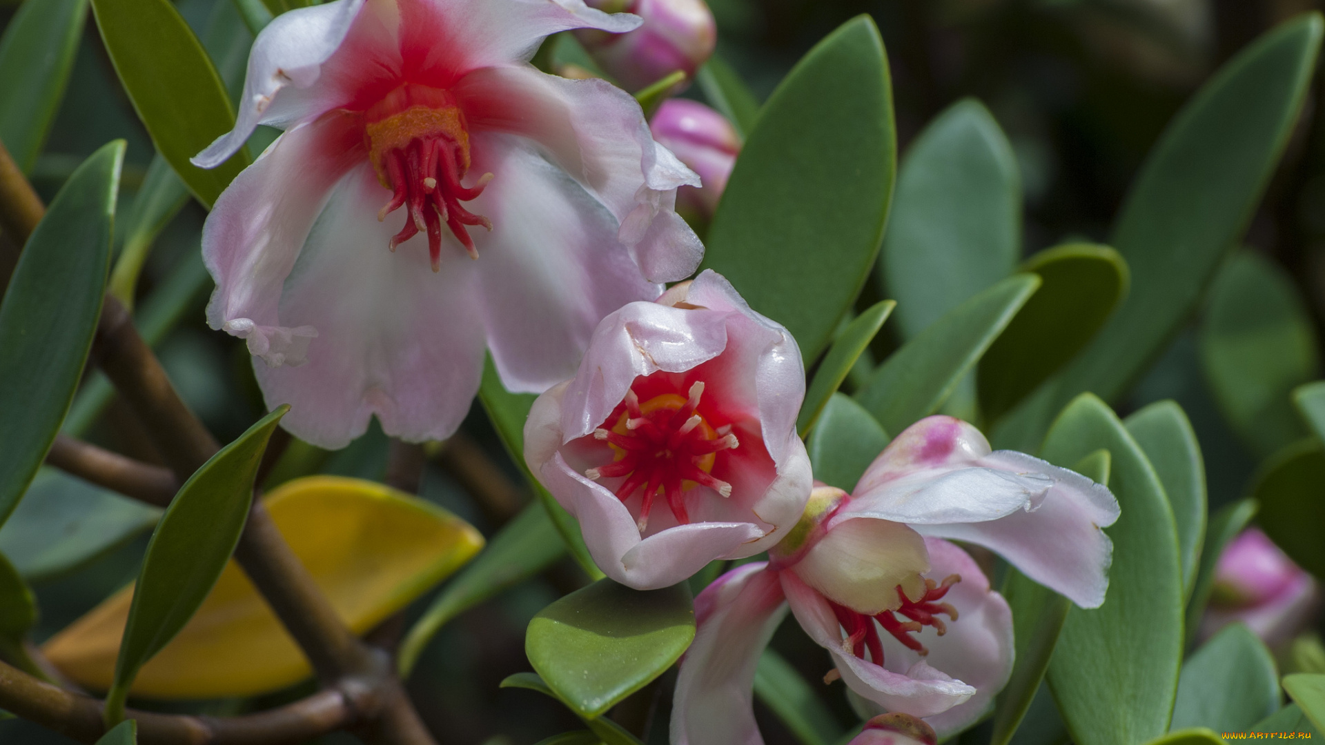 цветы, цветущие, деревья, кустарники, восковой, плющ, хойя, мясистая, макро