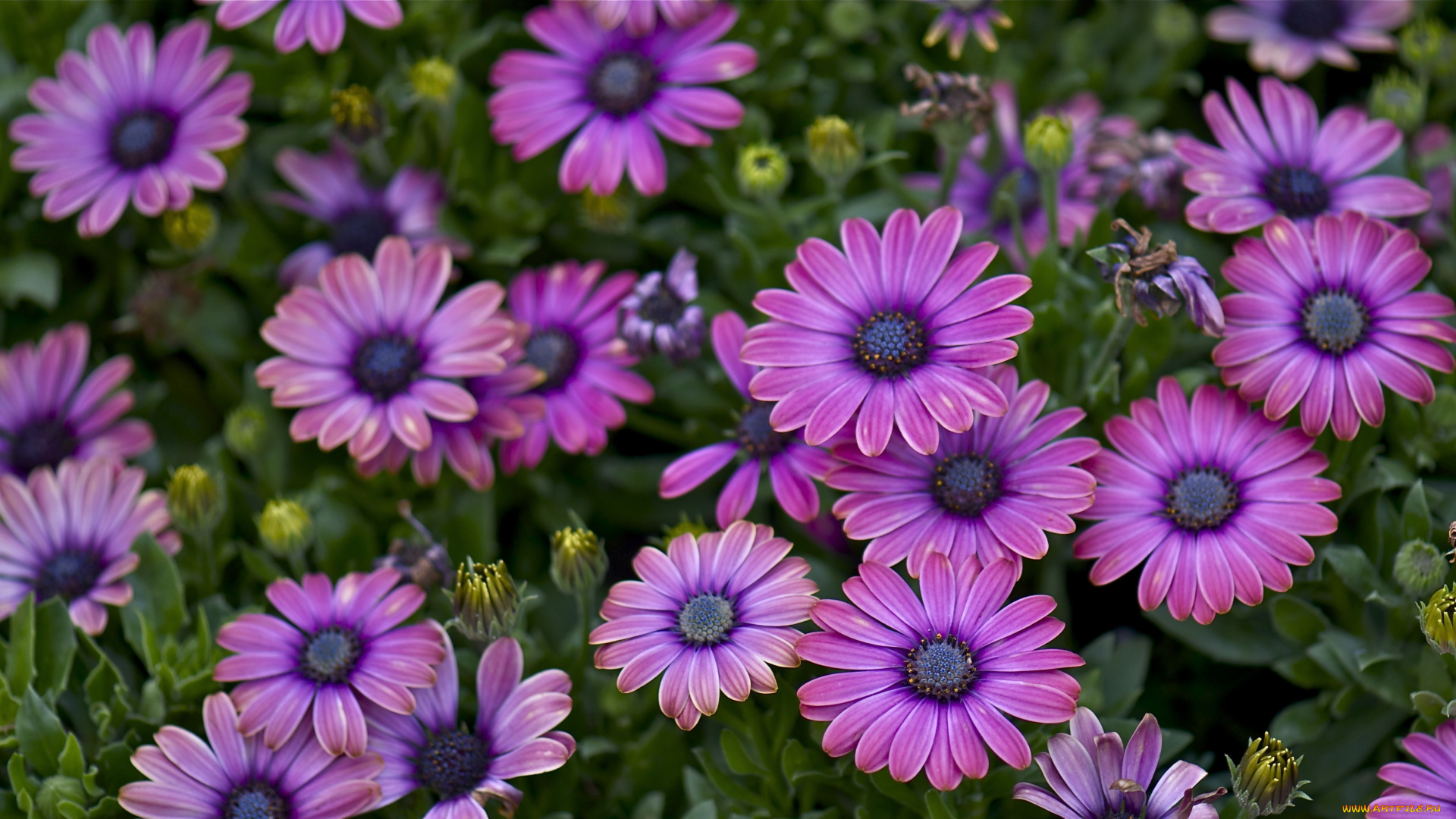 цветы, диморфотеки, лиловый