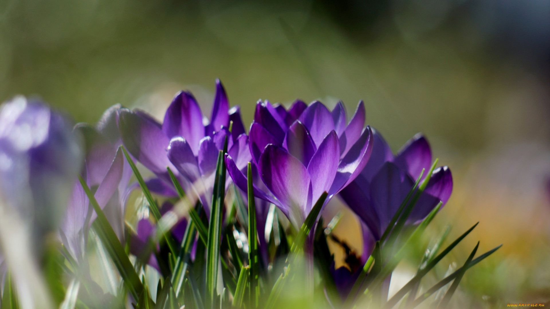 цветы, крокусы, фиолетовый