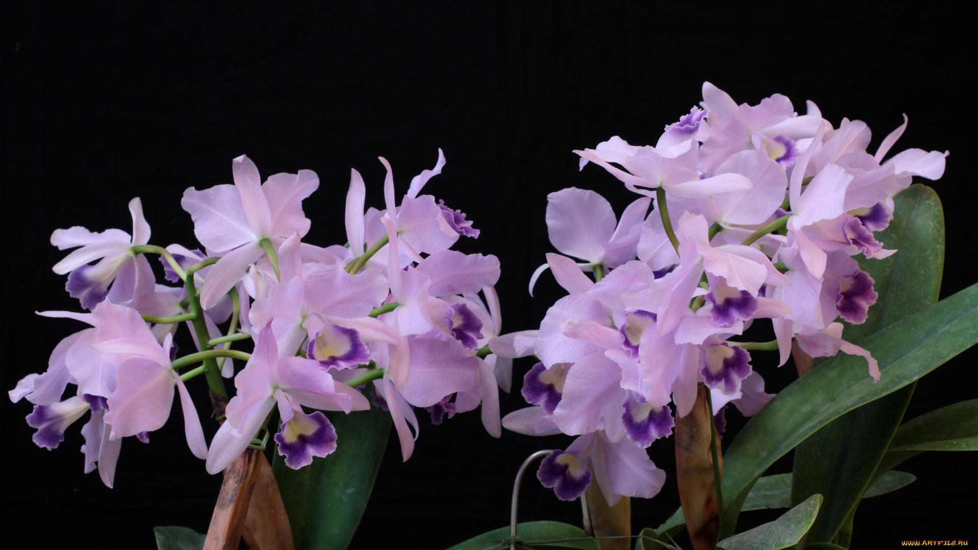 цветы, орхидеи