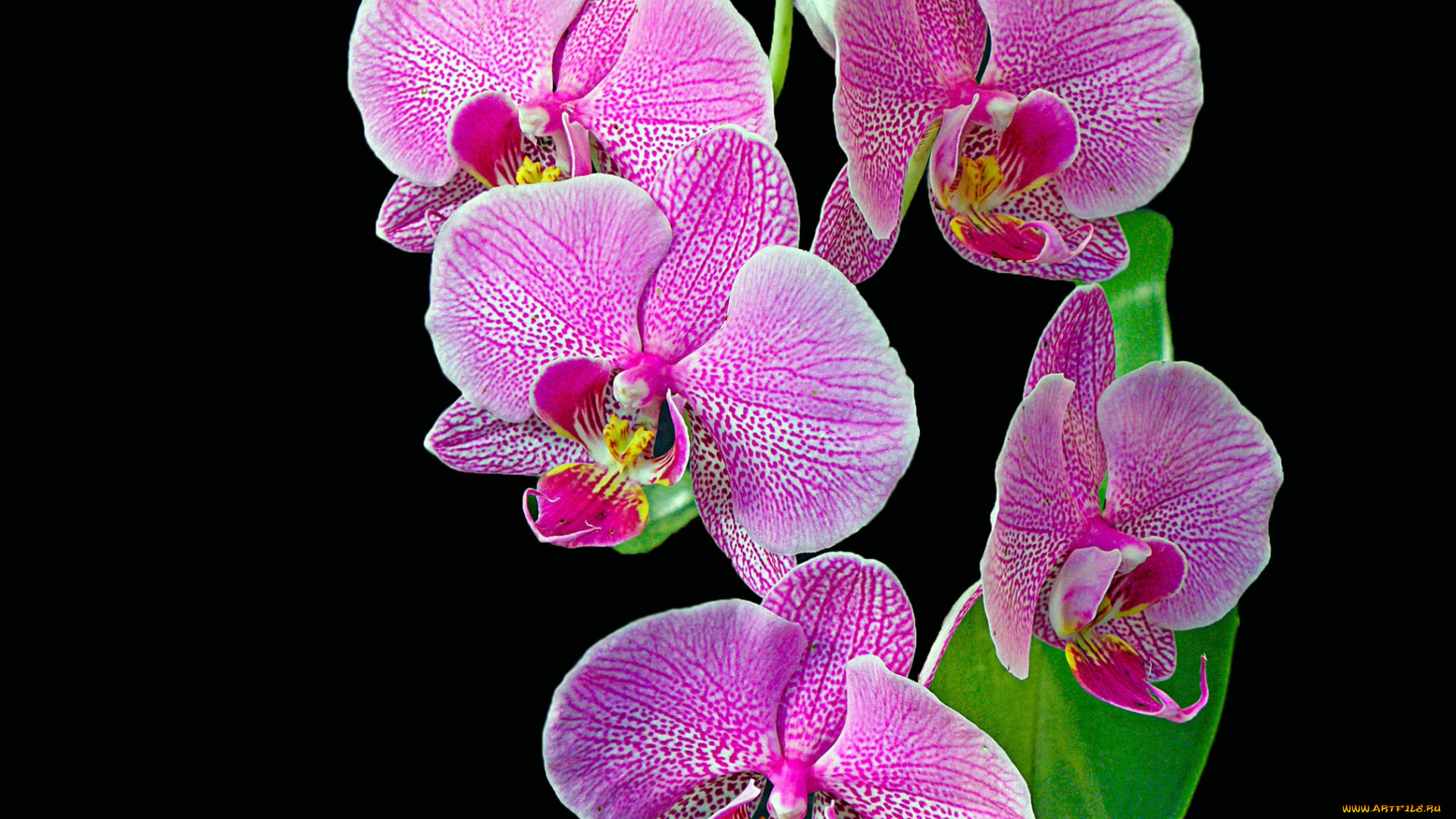 цветы, орхидеи, розовый, ветка