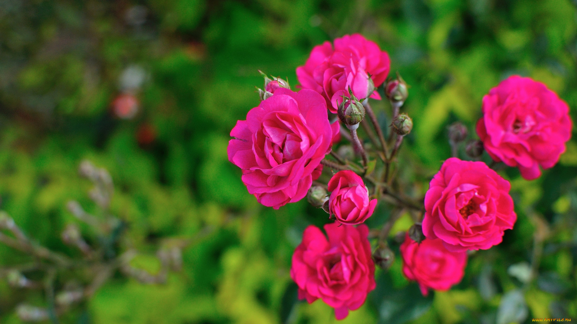 цветы, розы, малиновый