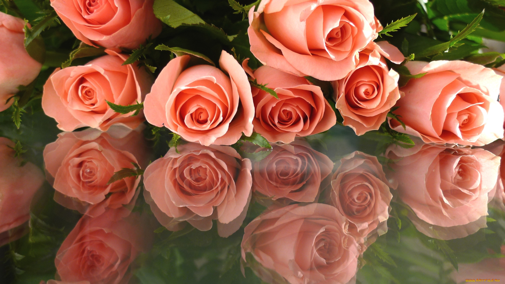 цветы, розы, отражение, охапка