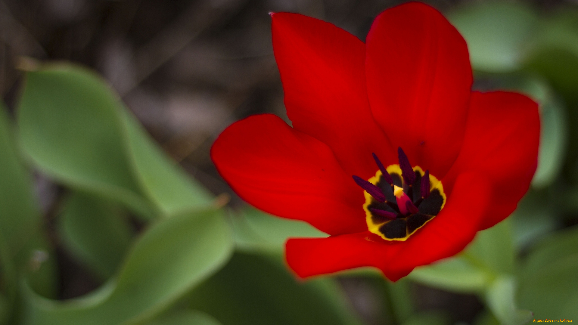 цветы, тюльпаны, лепестки, макро