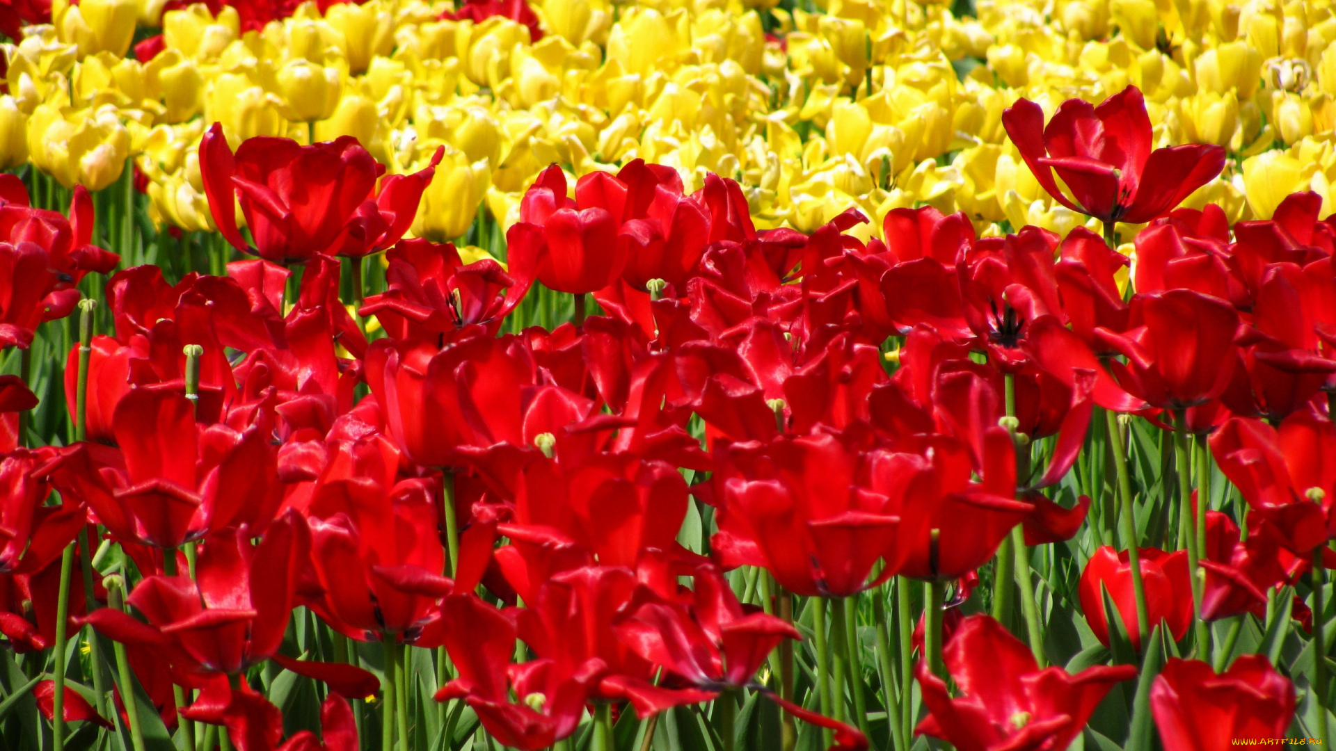 цветы, тюльпаны, лето, король, цветов