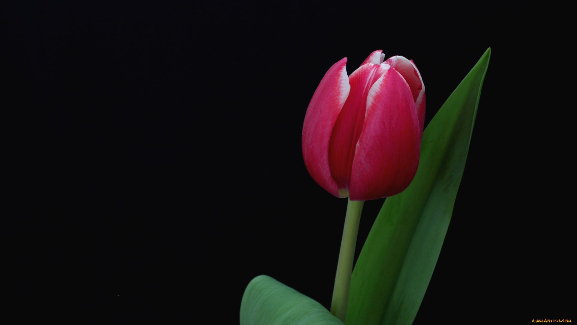 цветы, тюльпаны, один, бутон