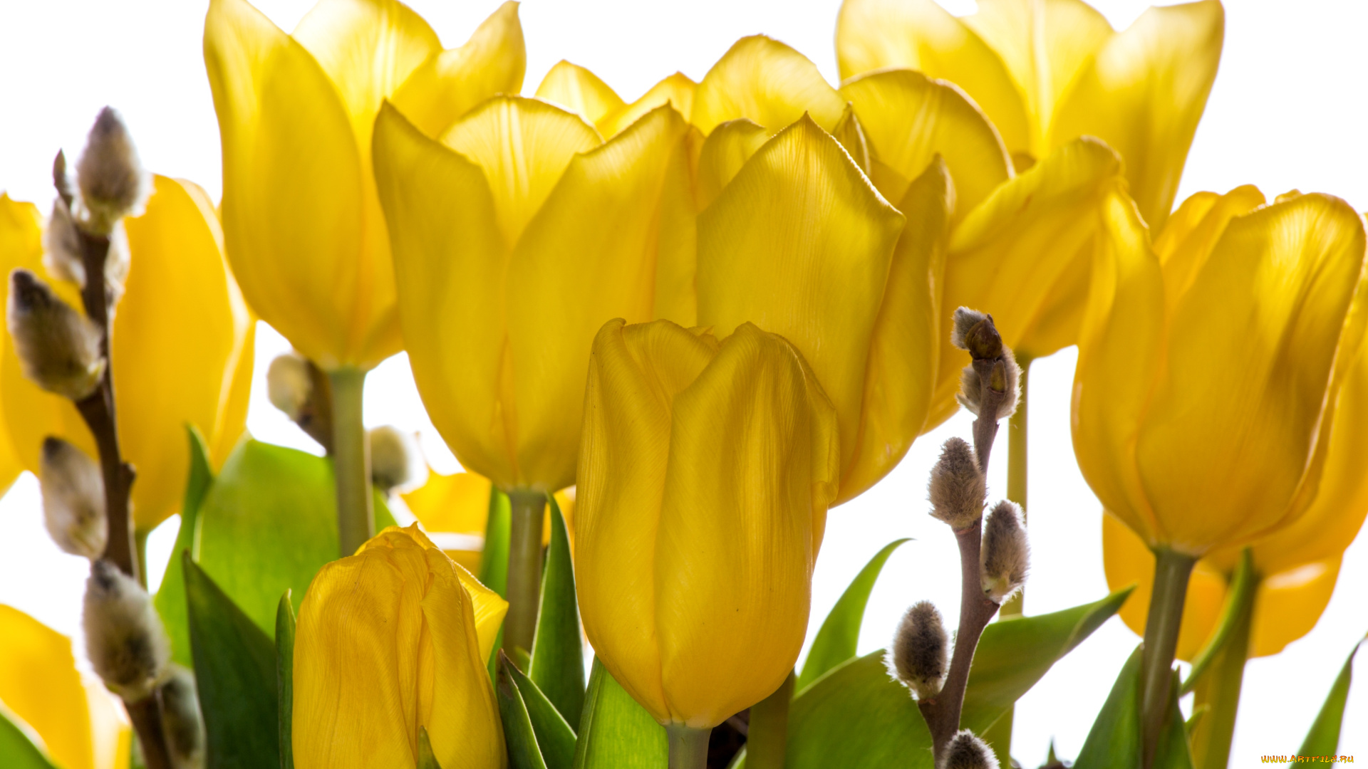 цветы, тюльпаны, желтый, бутоны, котики