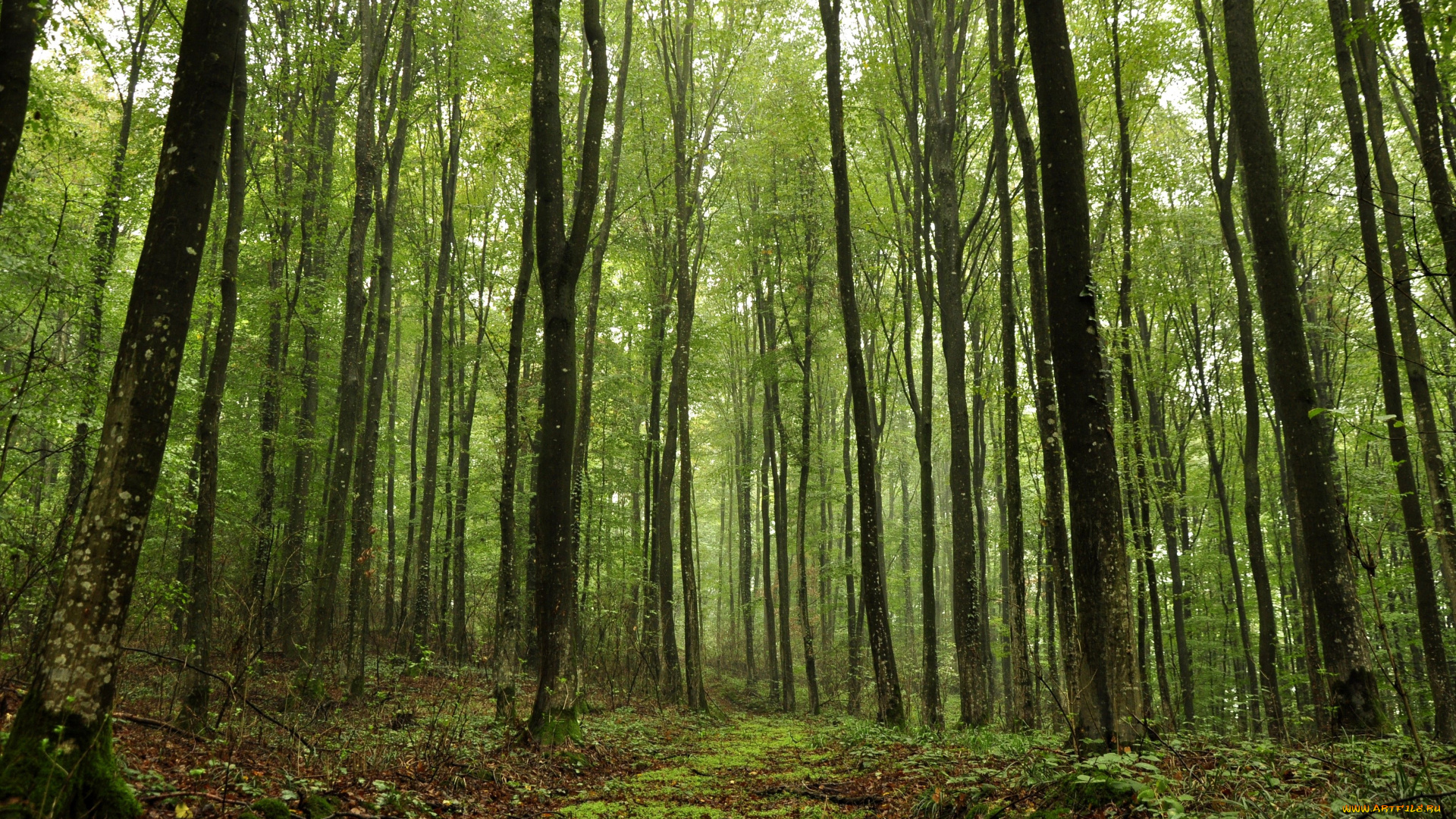 пейзаж, природа, лес, деревья