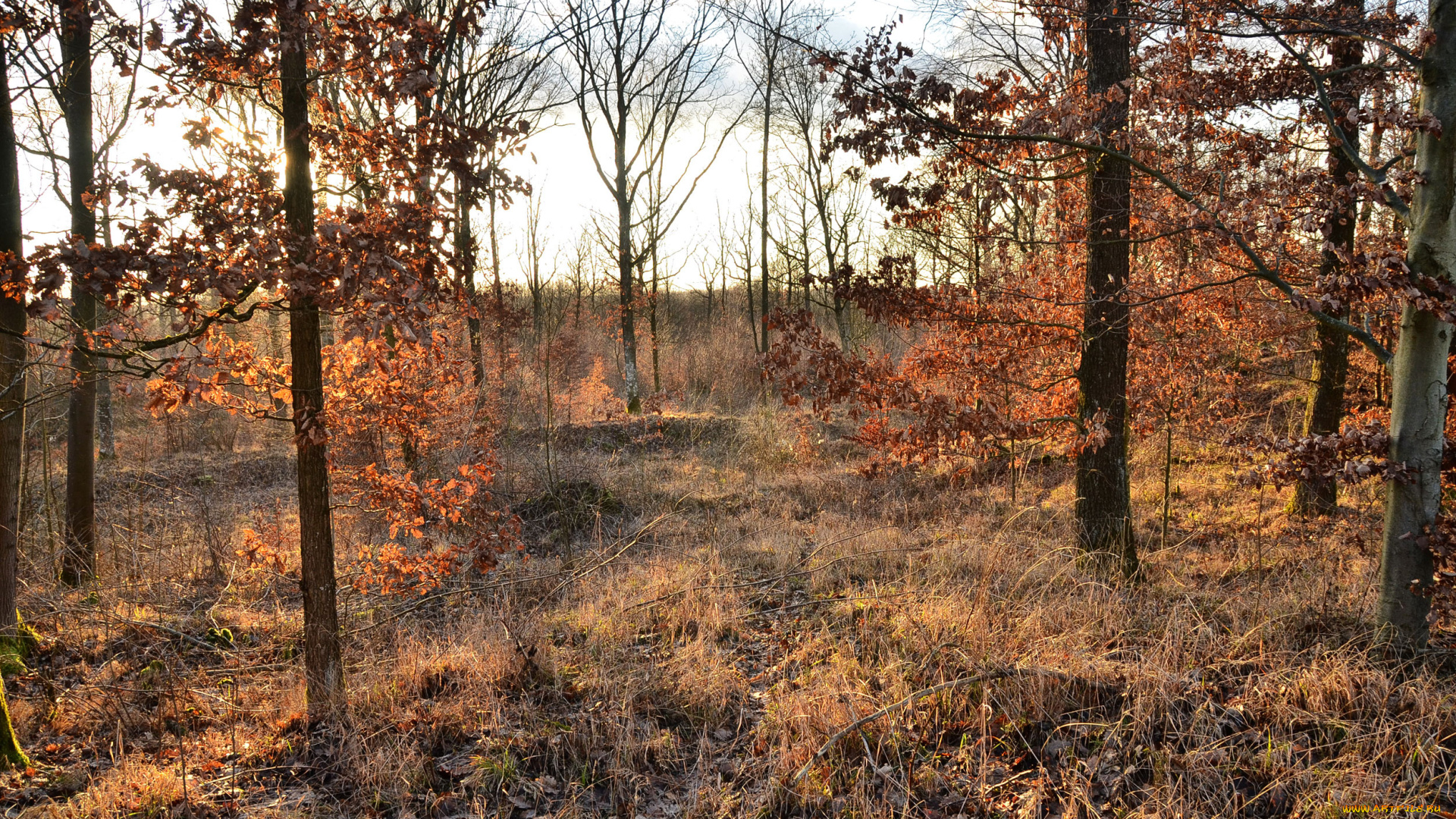природа, лес, трава, осень