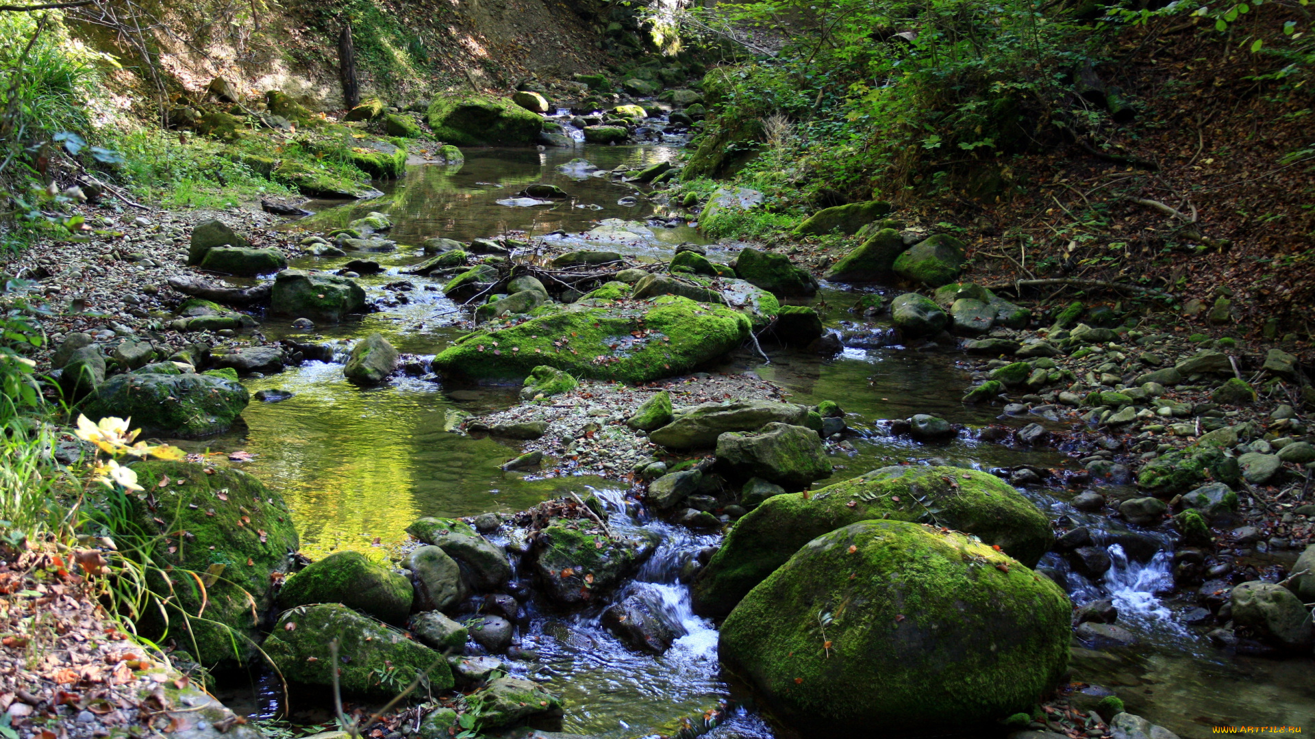 природа, реки, озера, ручеек, лес