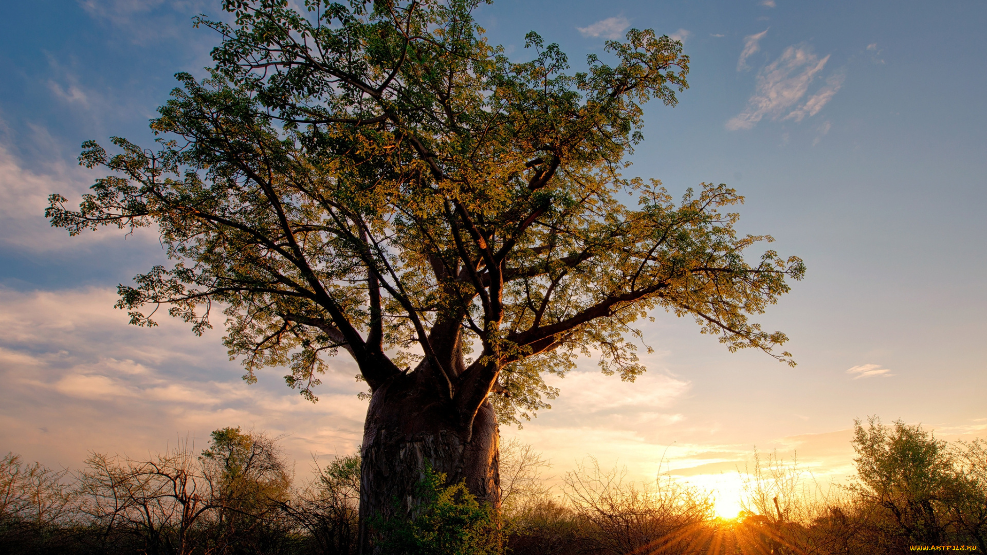 природа, восходы, закаты, кусты, баобаб, лучи, солнце, саванна, зимбабве, африка