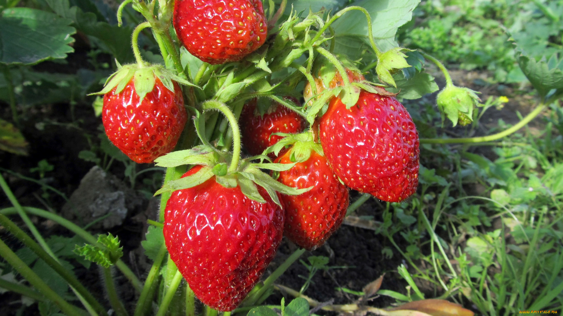 природа, Ягоды, садовая, земляника