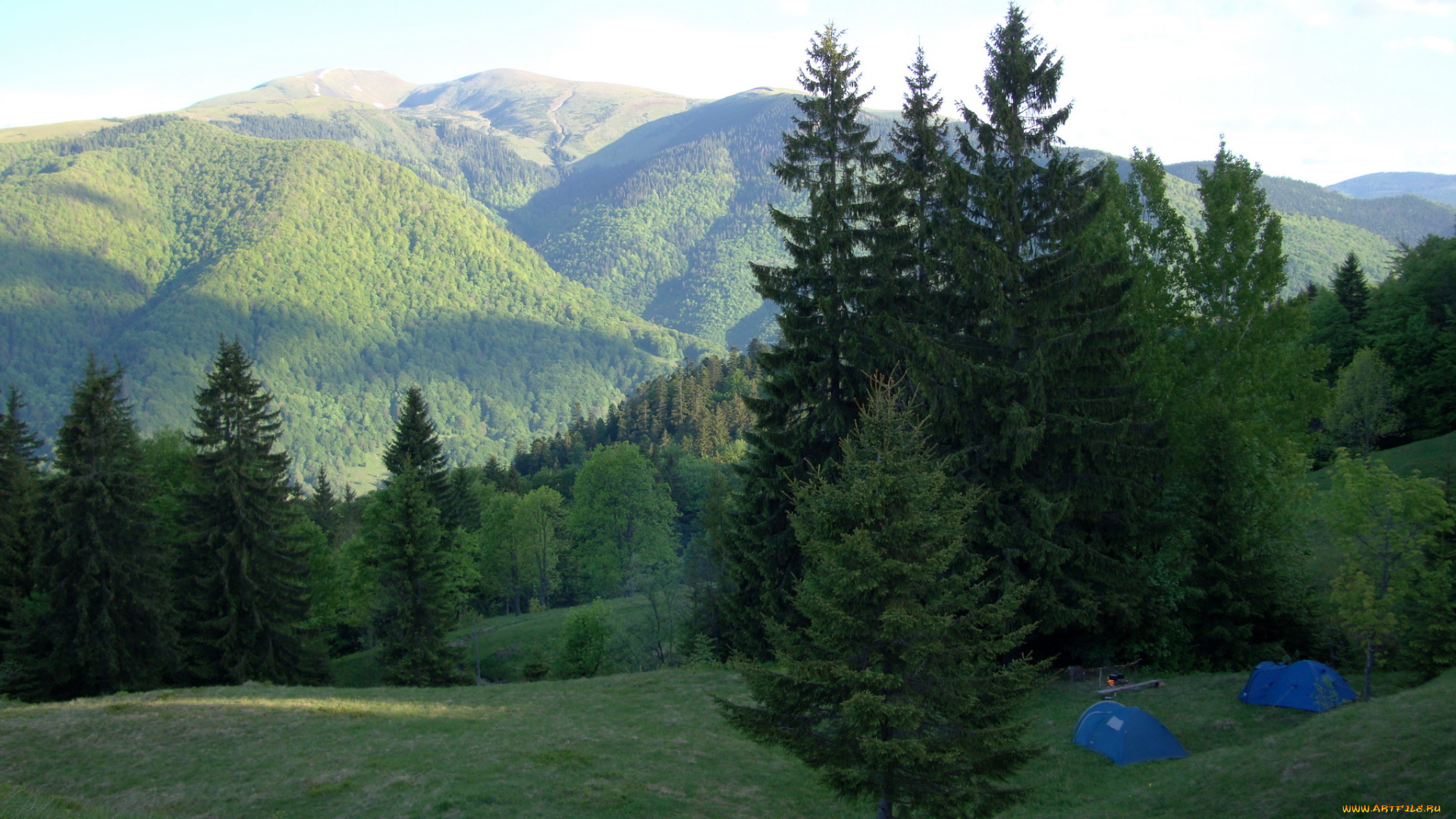 украина, закарпатье, природа, горы, лес, ели