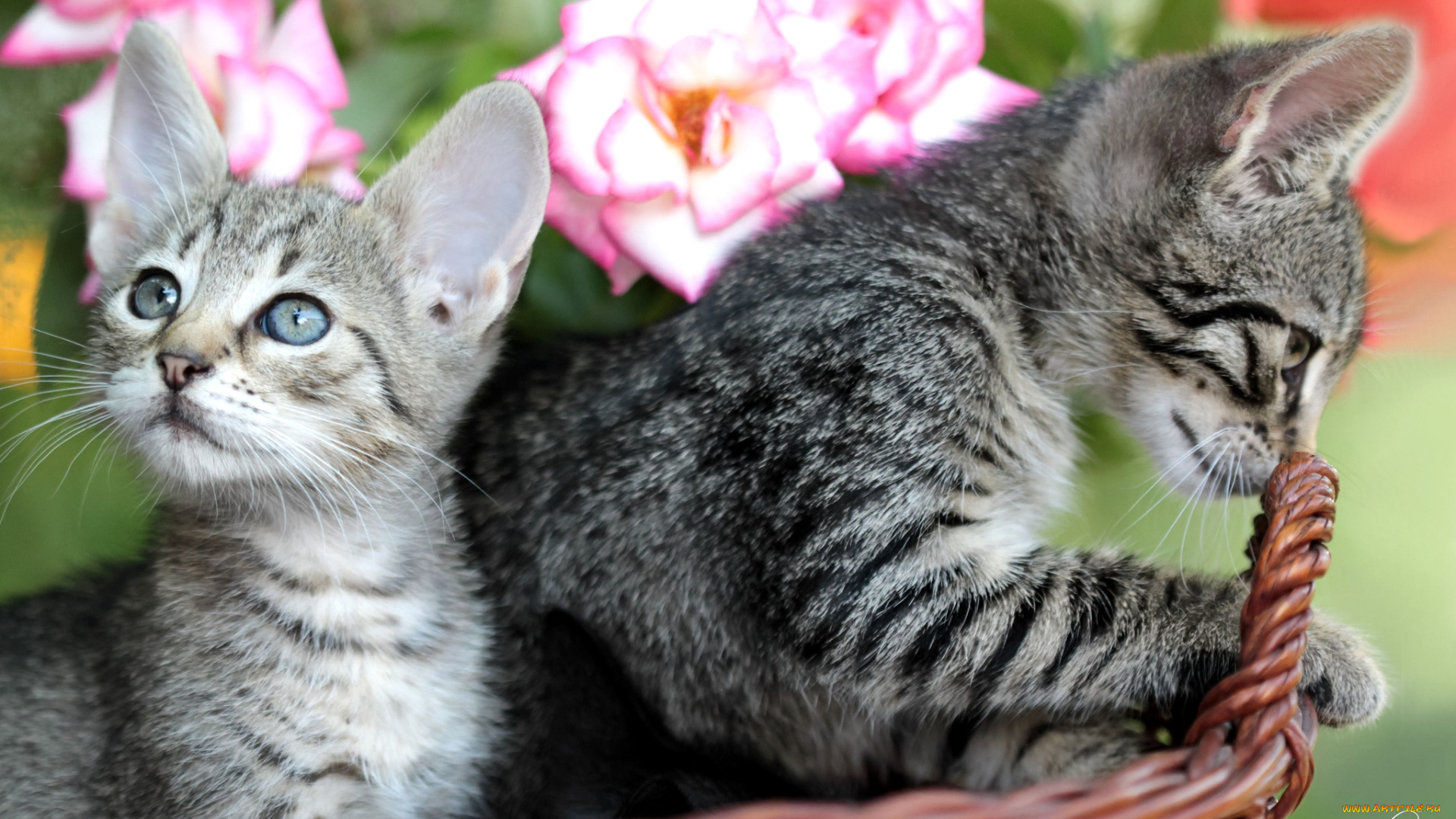 животные, коты, котята, розы, корзинка