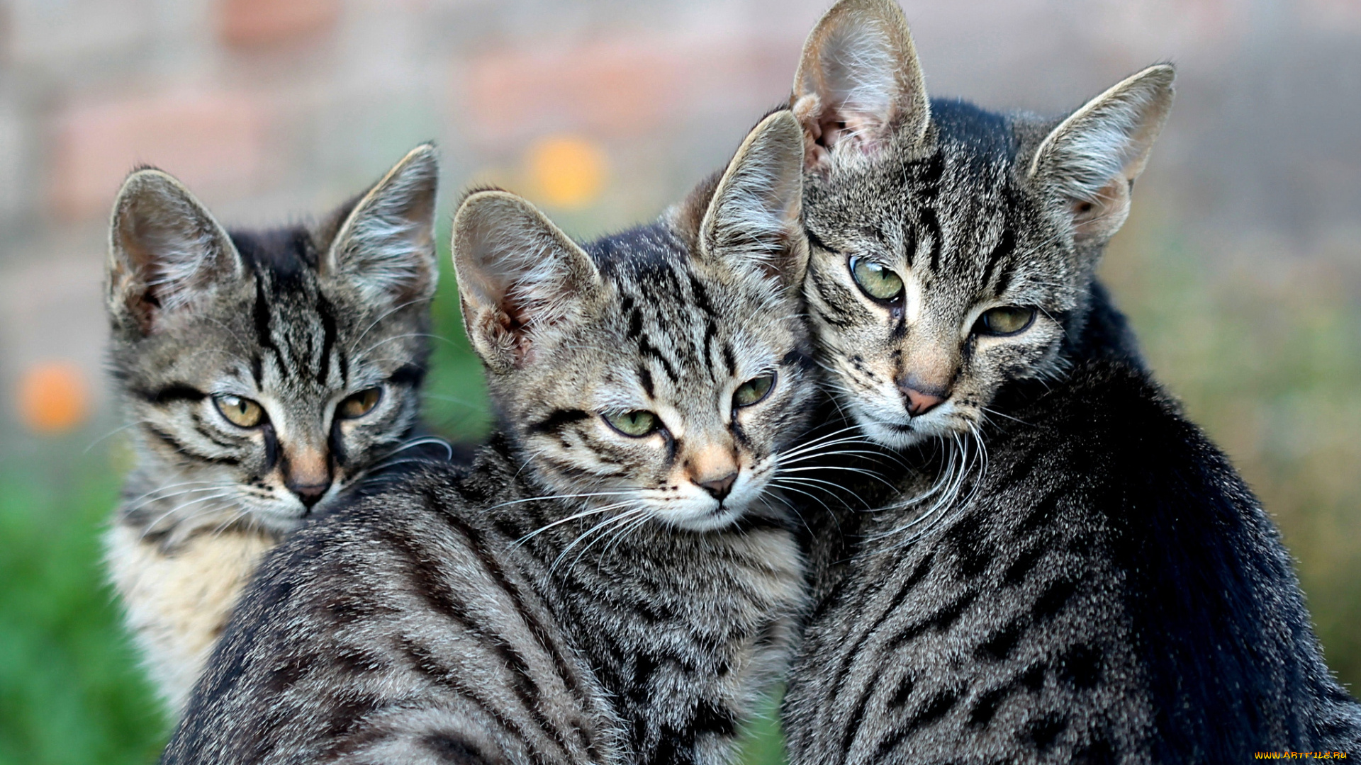 животные, коты, трио