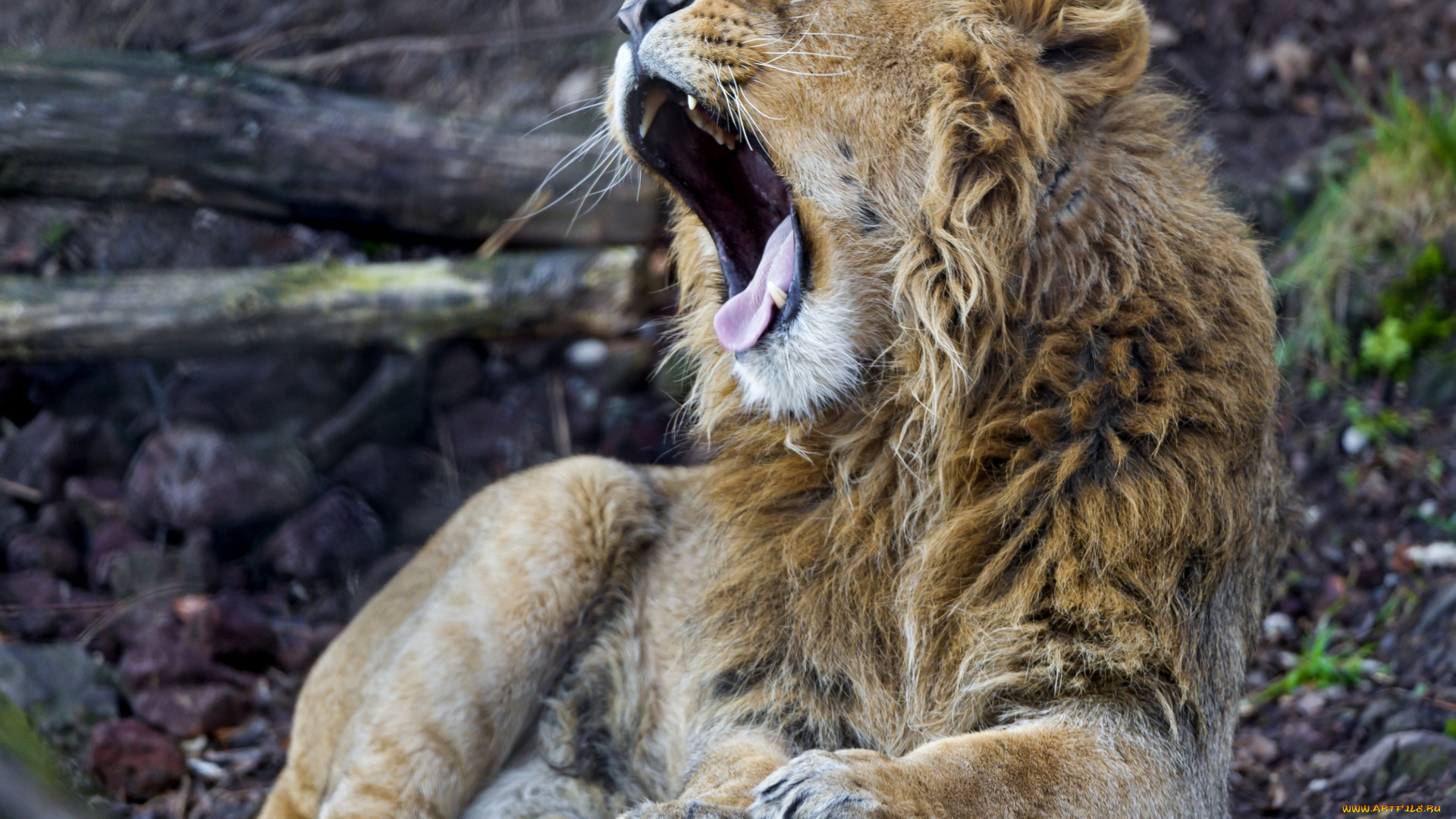 животные, львы, пасть