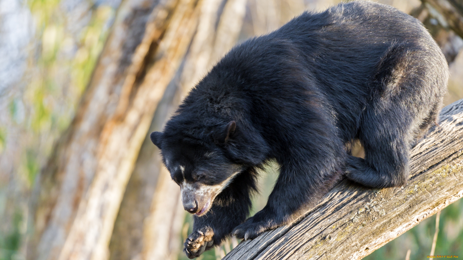 животные, медведи, очковый, медведь