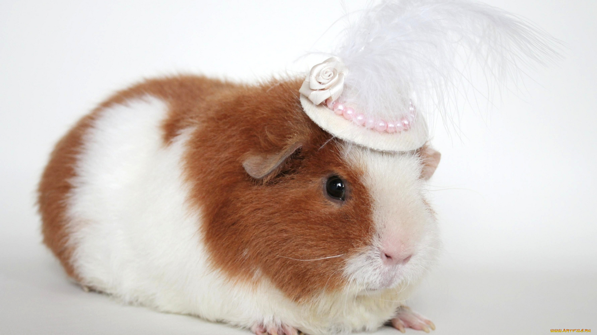 животные, морские, свинки, хомяки, шляпка, морская, свинка