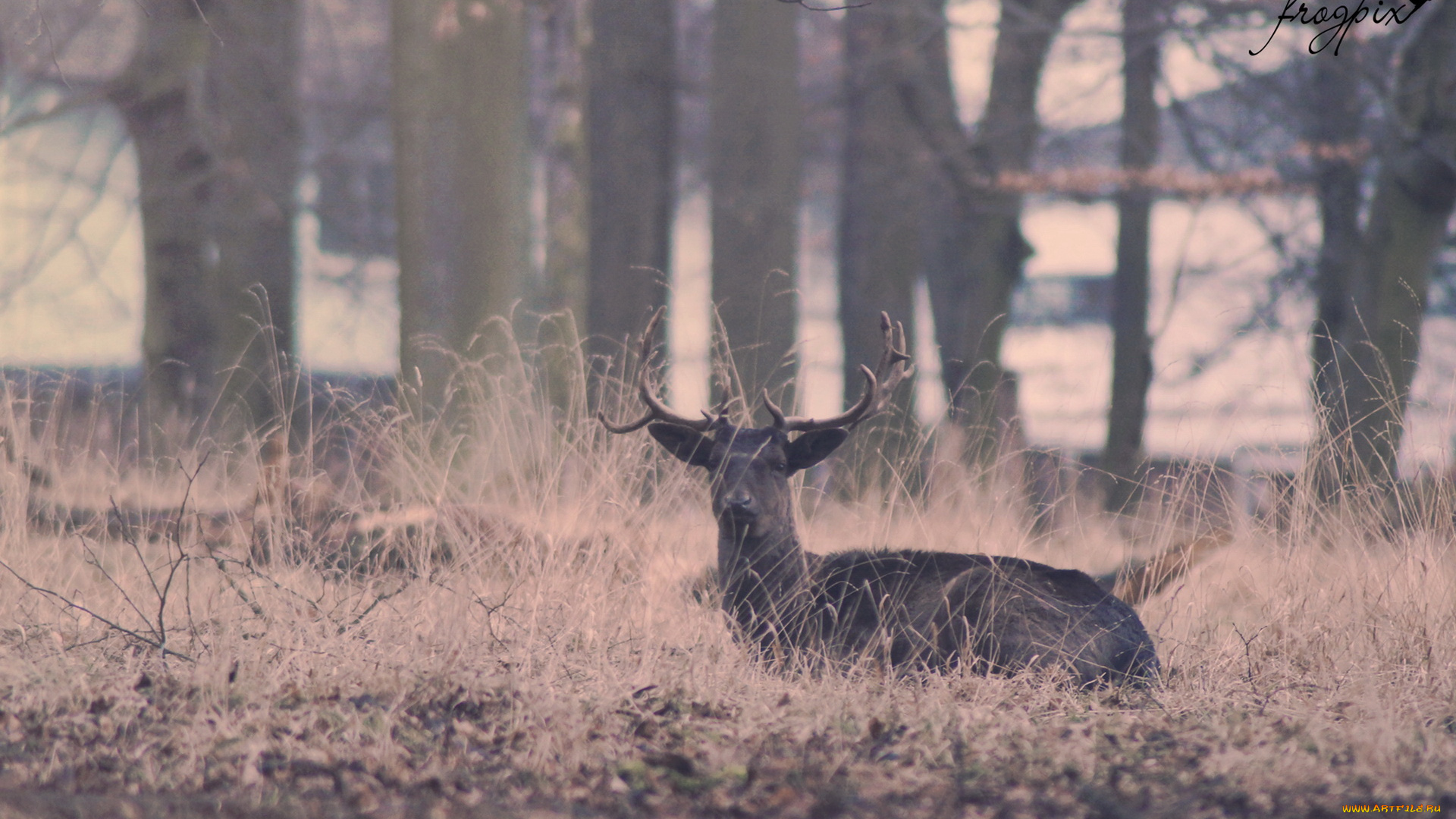 животные, олени, олень