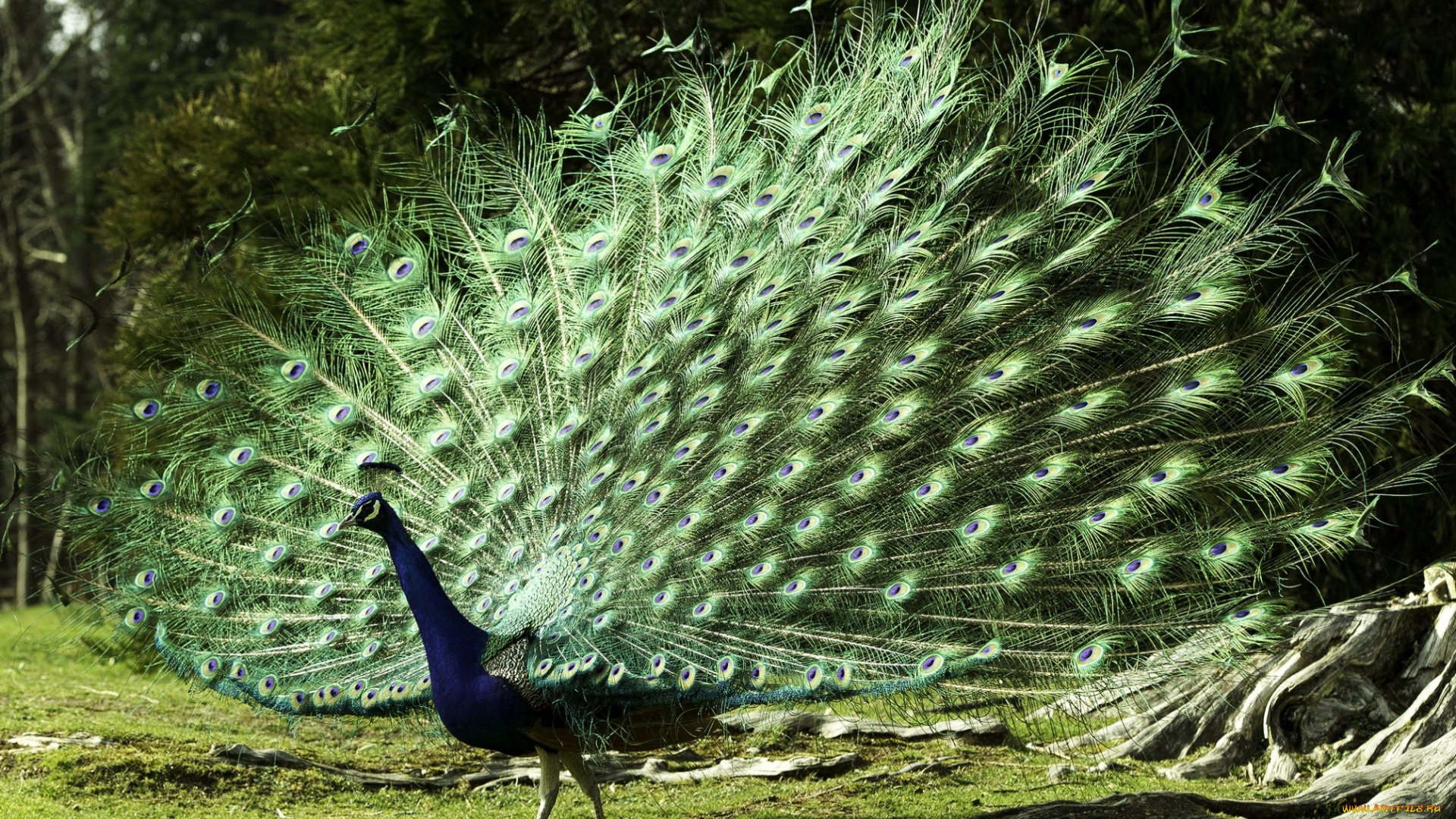 животные, павлины, роскошь, хвост