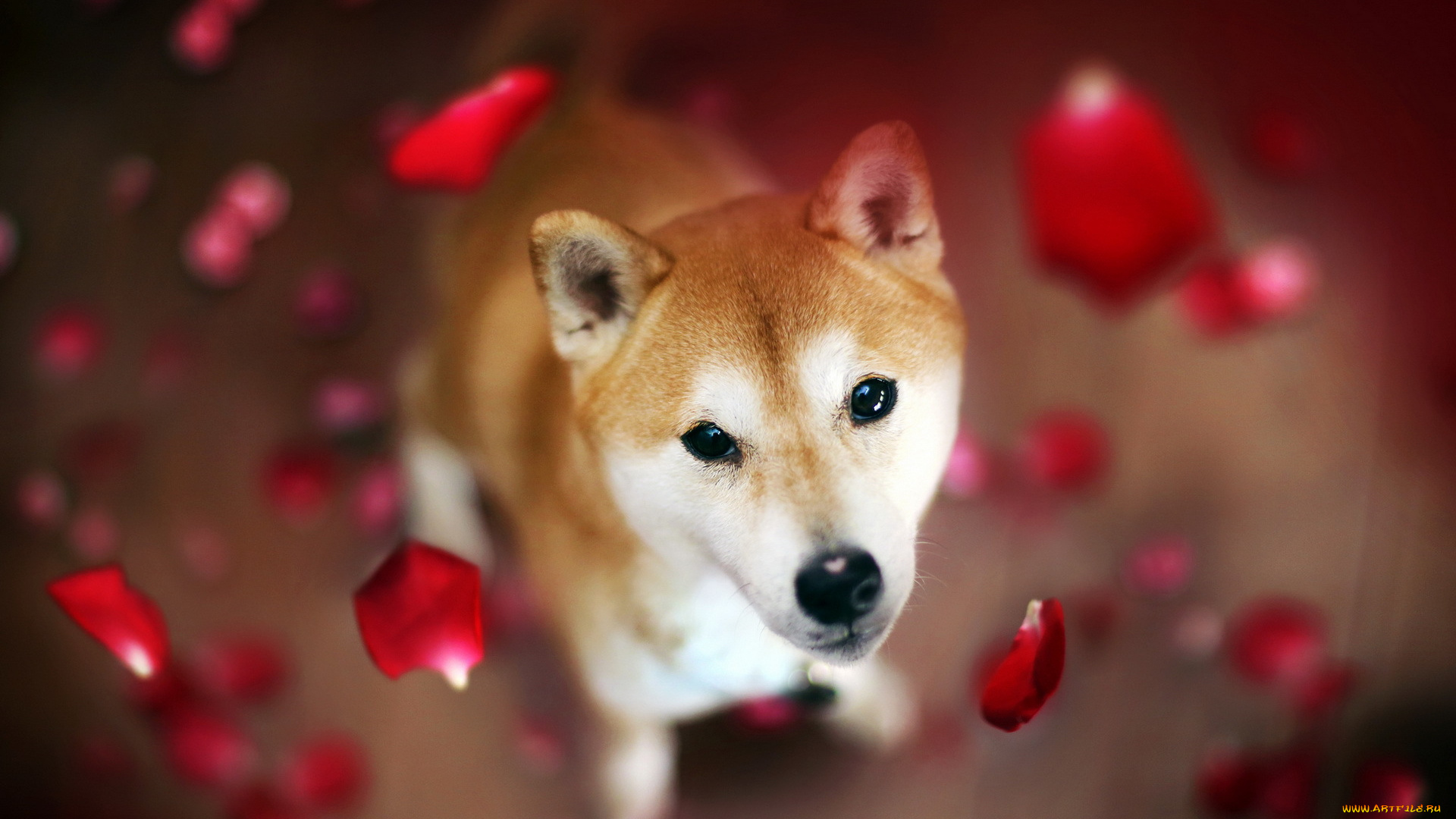 животные, собаки, собака, взгляд, лепестки