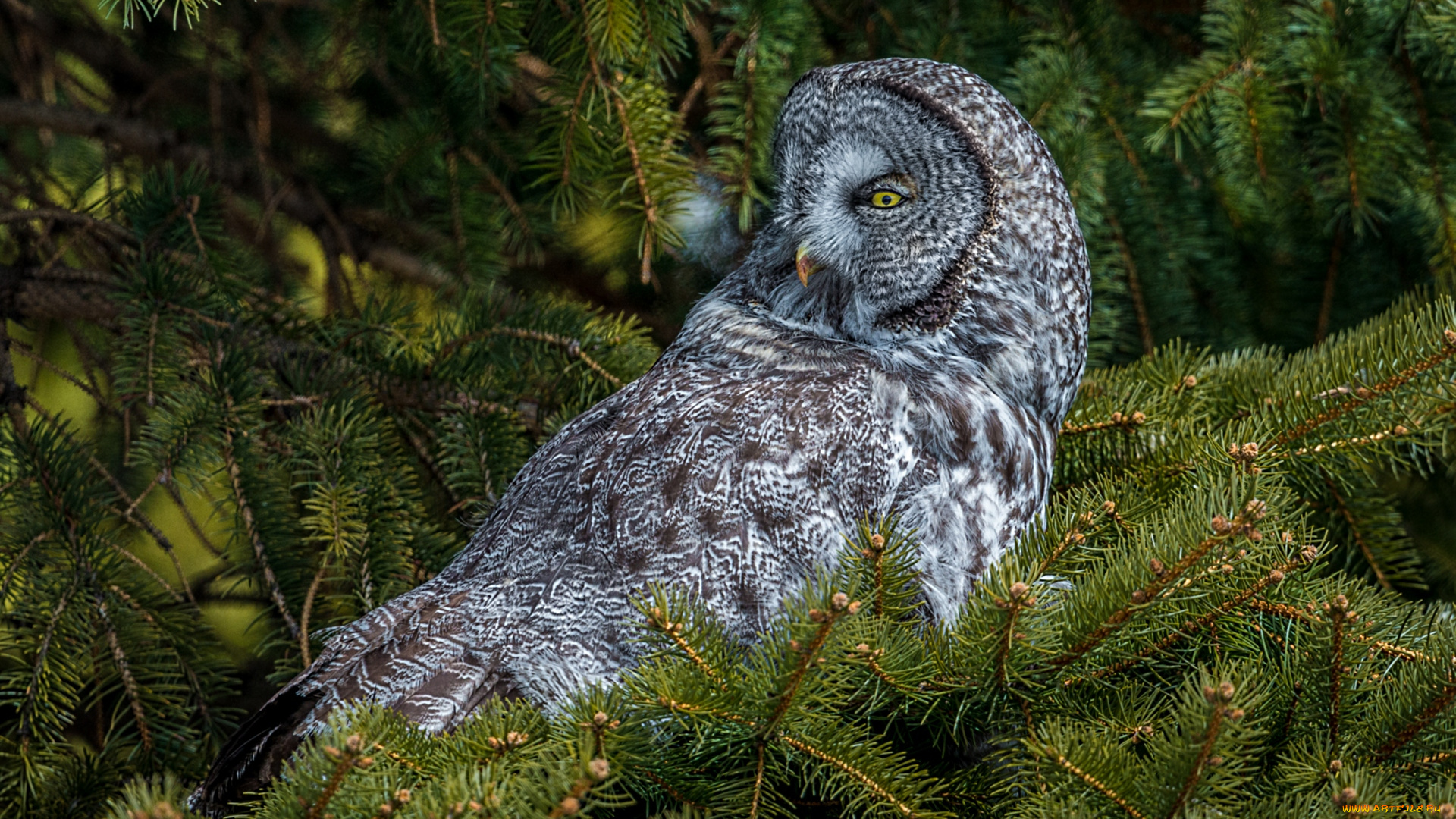 животные, совы, бородатая, неясыть