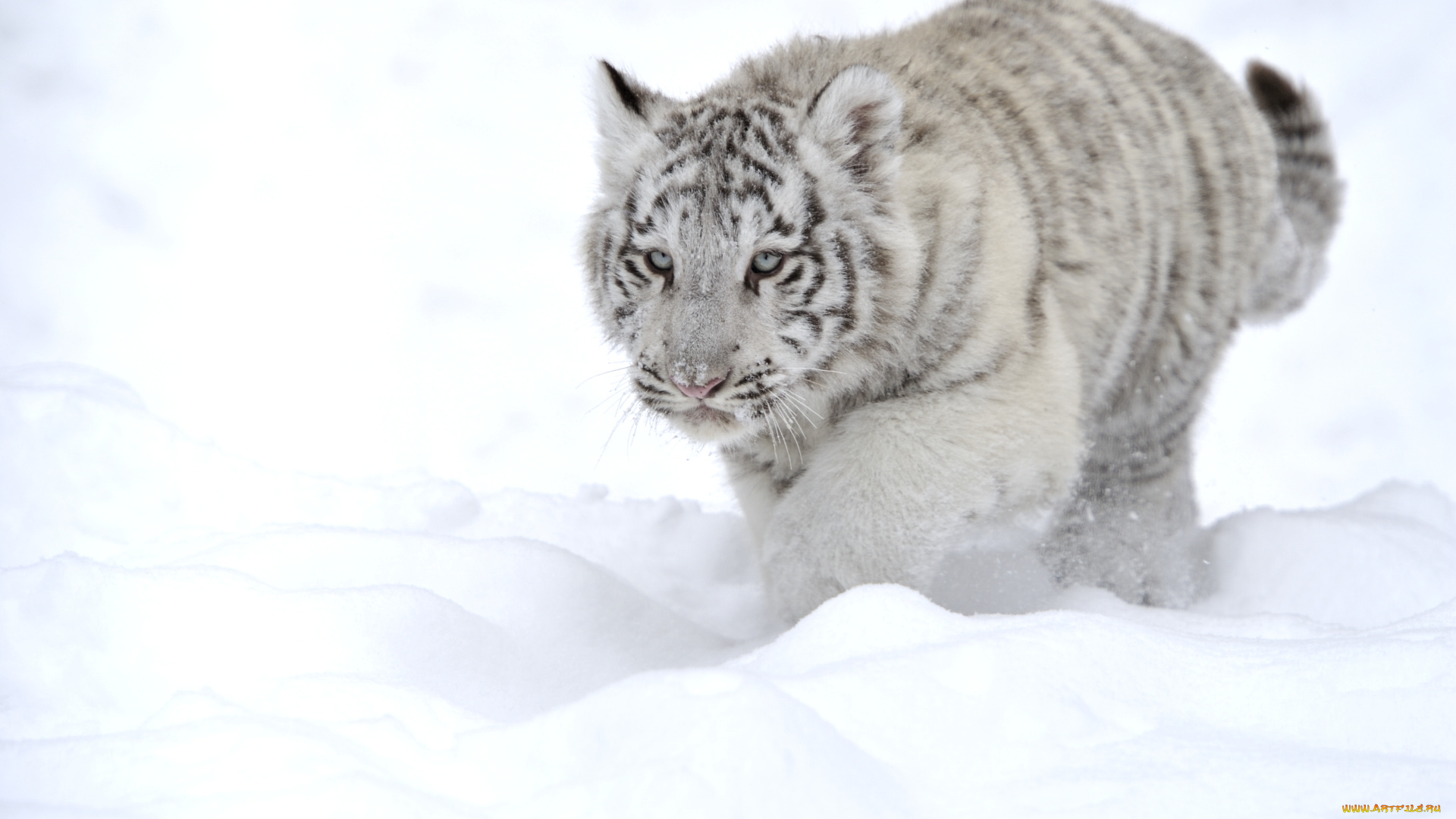 животные, тигры, снег, тигренок