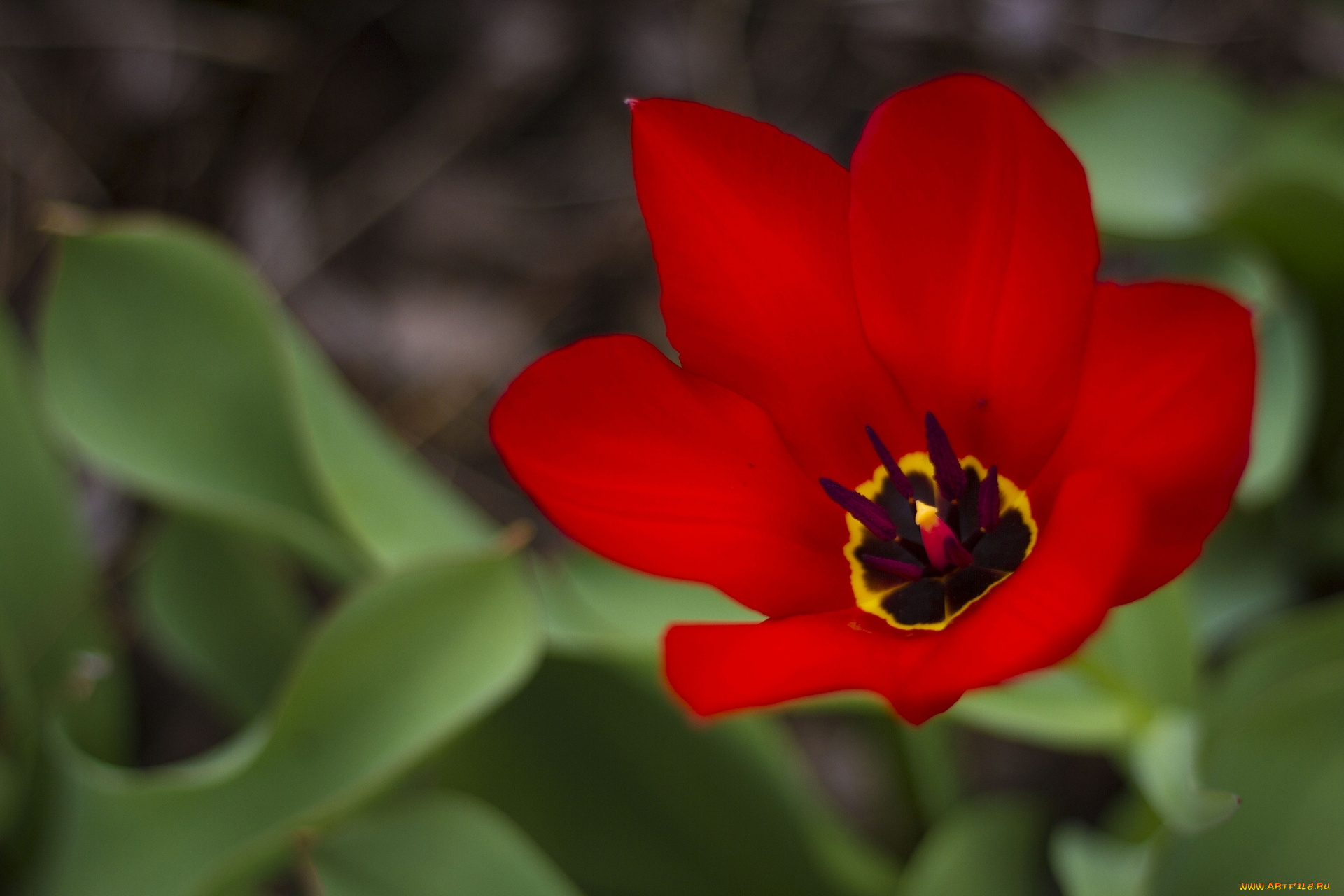цветы, тюльпаны, лепестки, макро