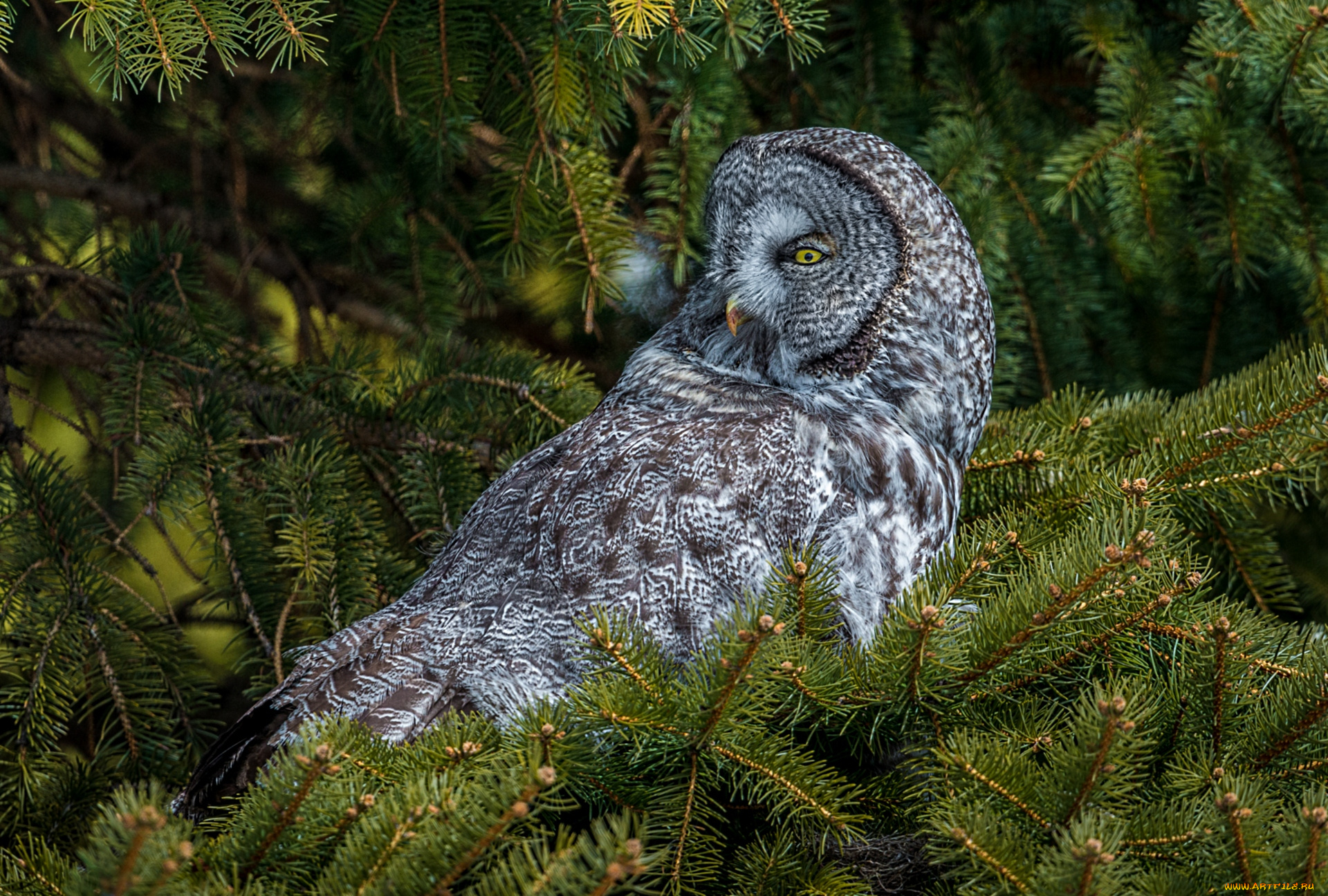 животные, совы, бородатая, неясыть