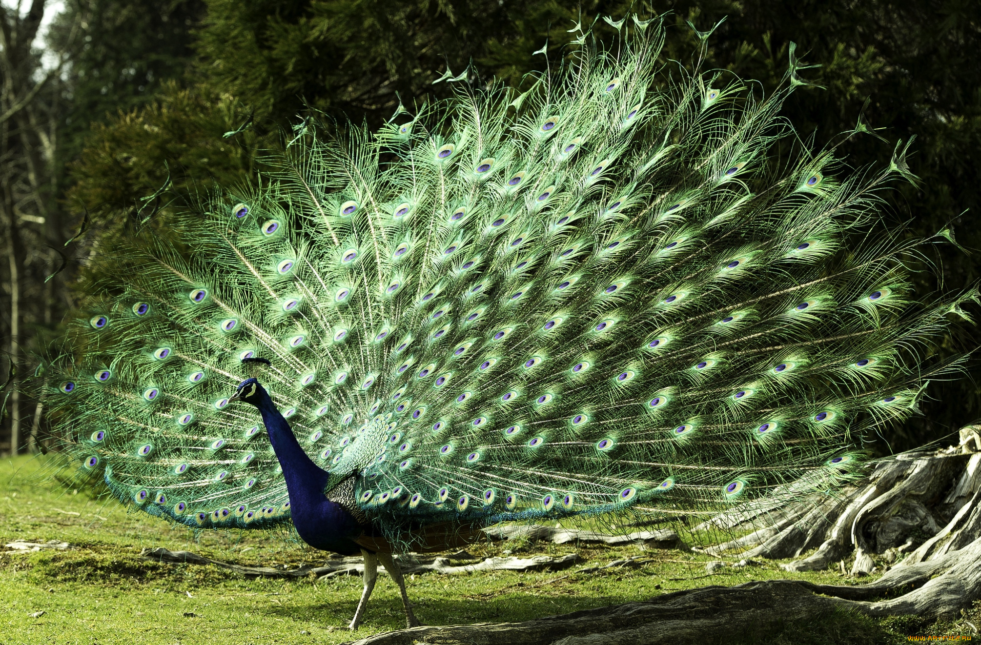 животные, павлины, роскошь, хвост