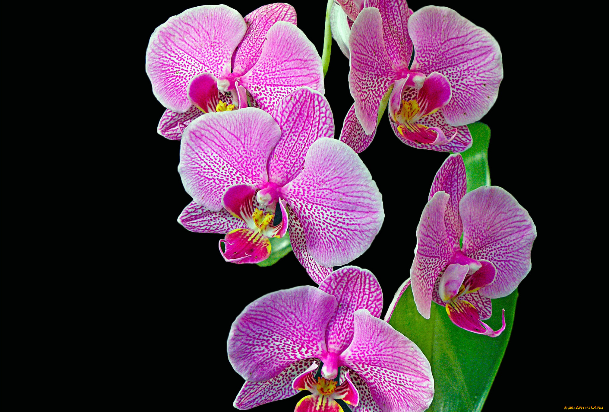 цветы, орхидеи, розовый, ветка